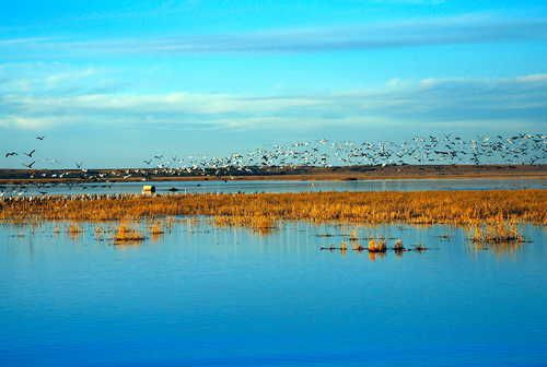 Cheyenne Bottoms Wildlife Area