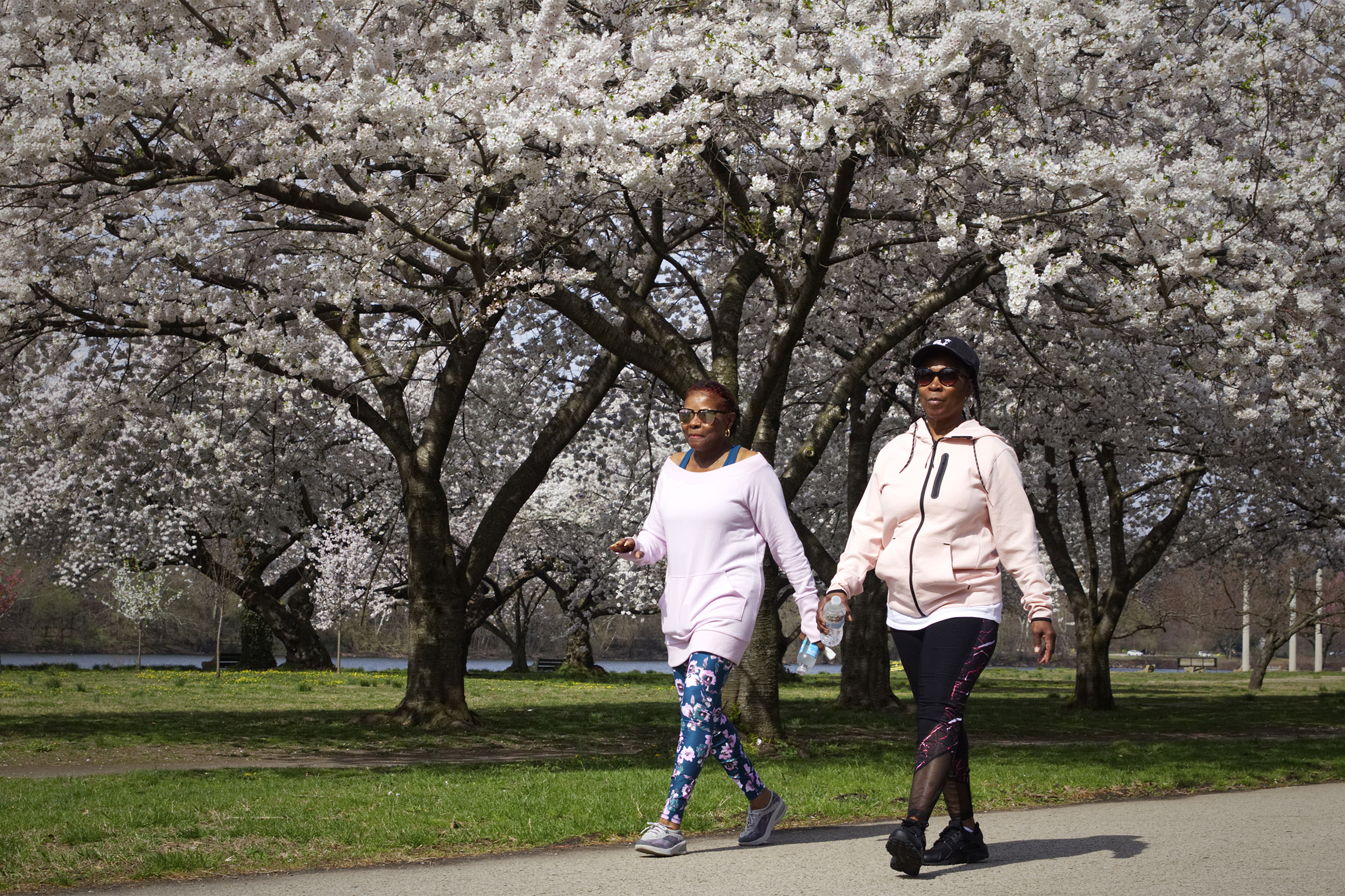 Cherry Blossom peak in Philadelphia