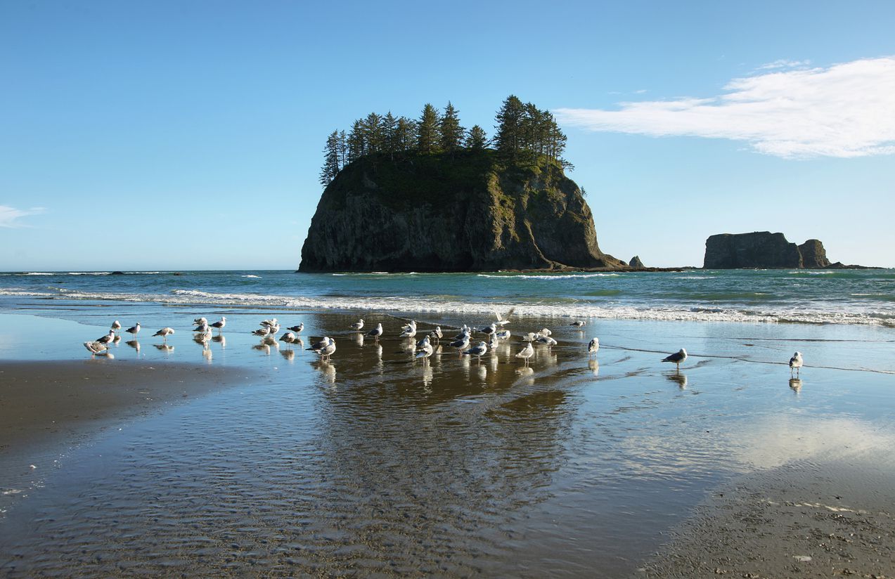 Olympic Peninsula Birds