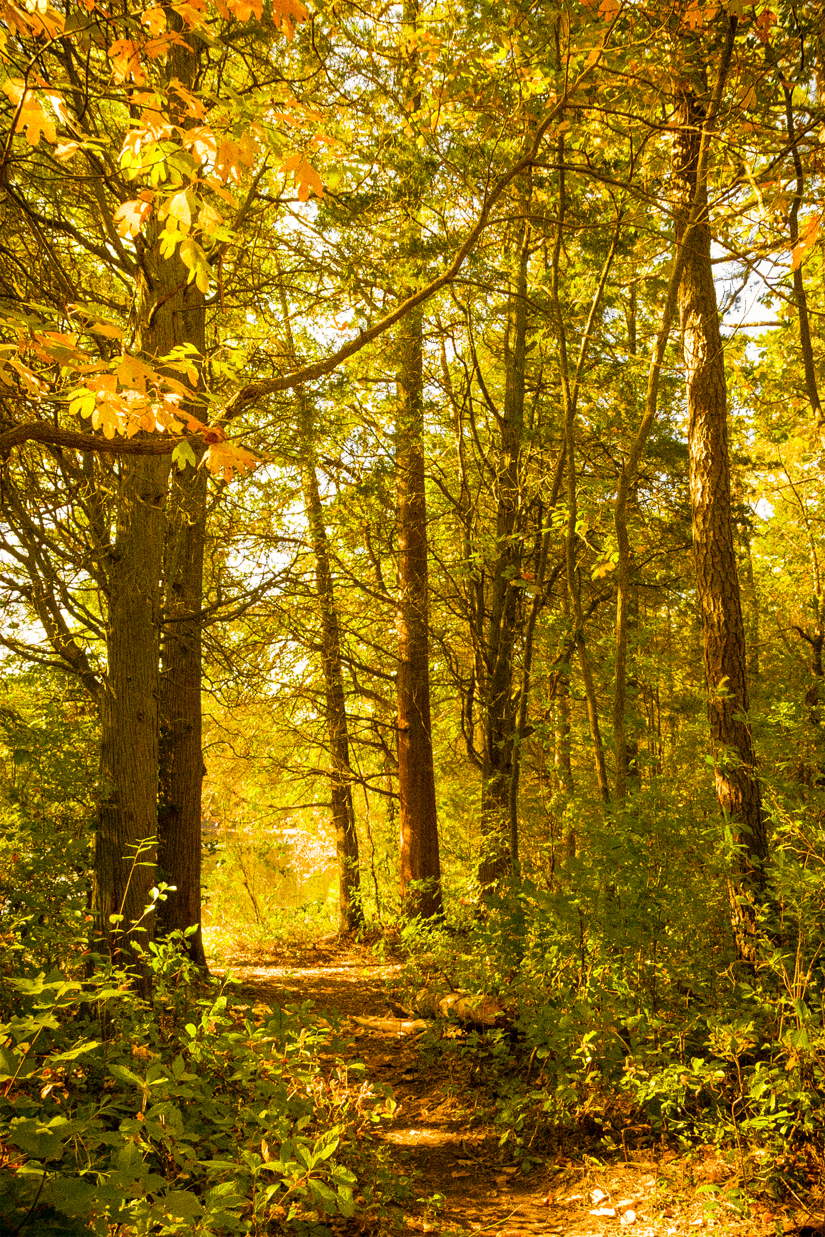 Belleplain State Forest