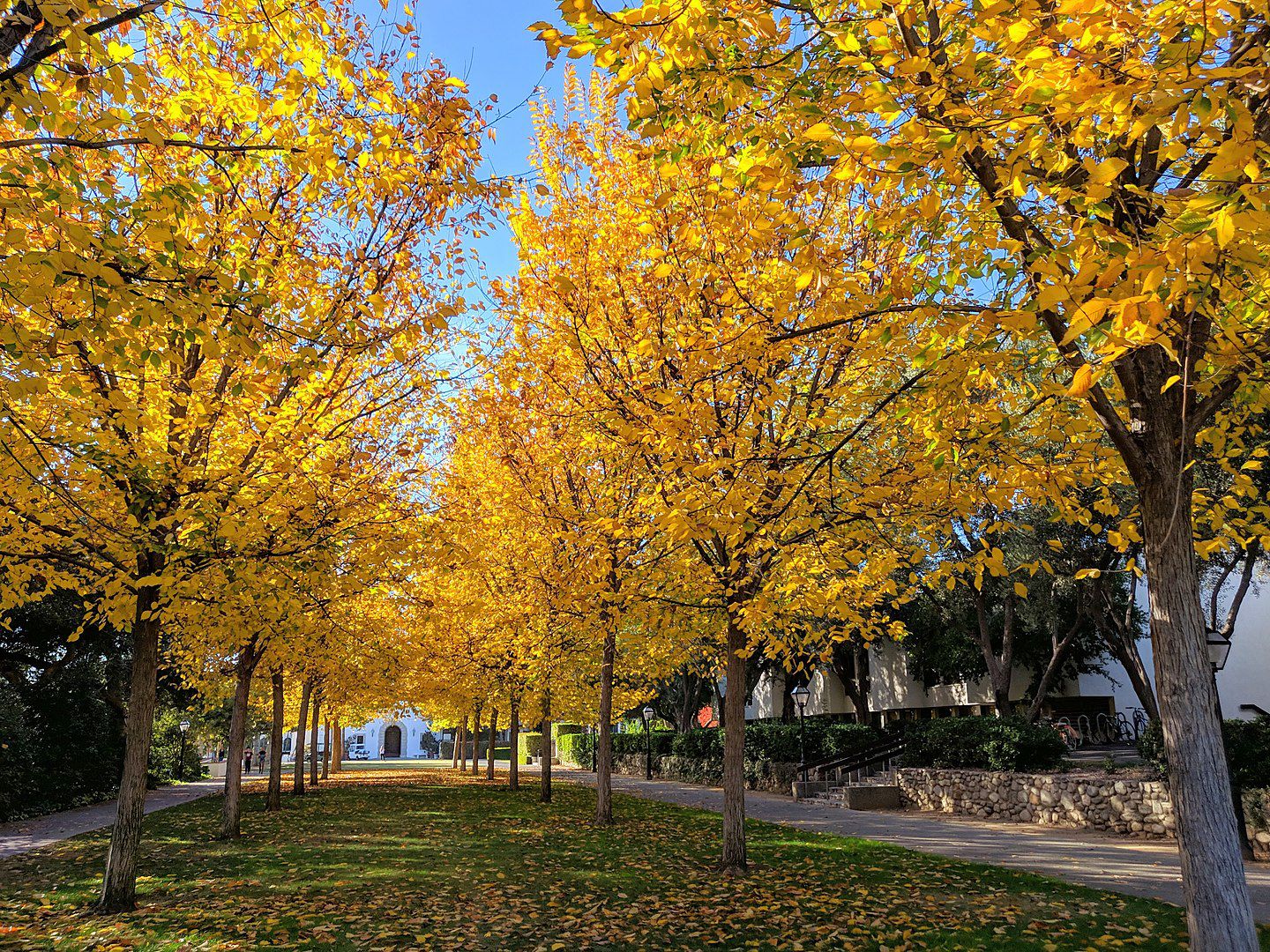 Scripps' Elm Tree Lawn