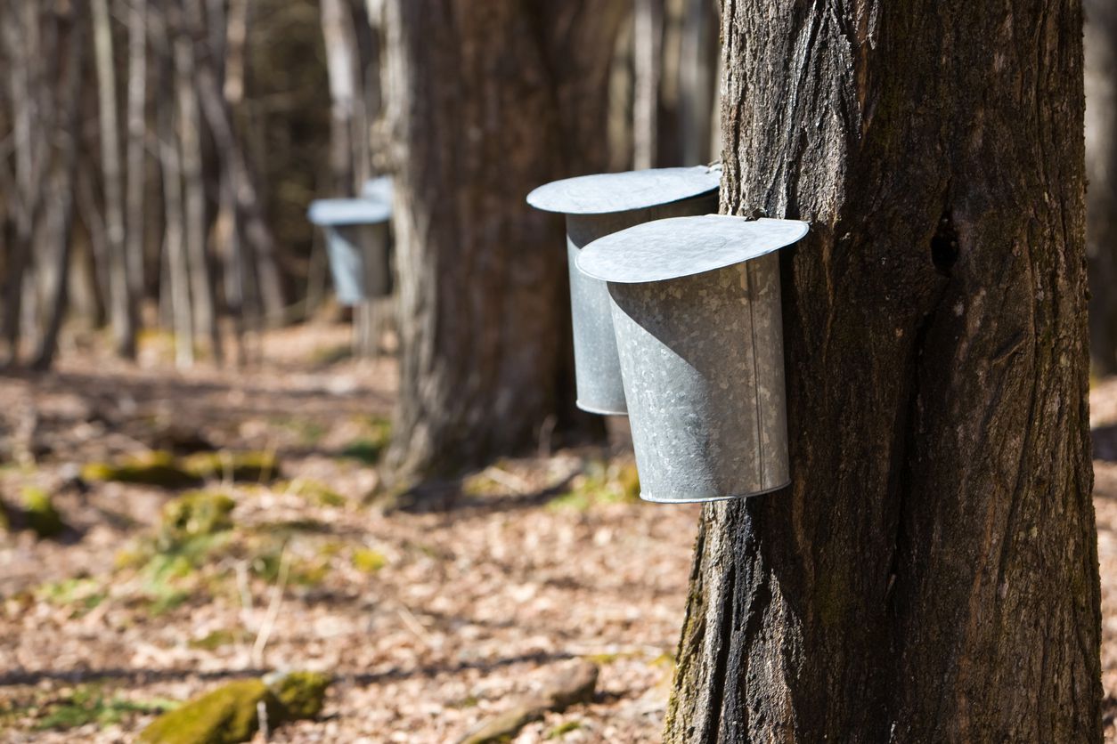 maple syrup buckets