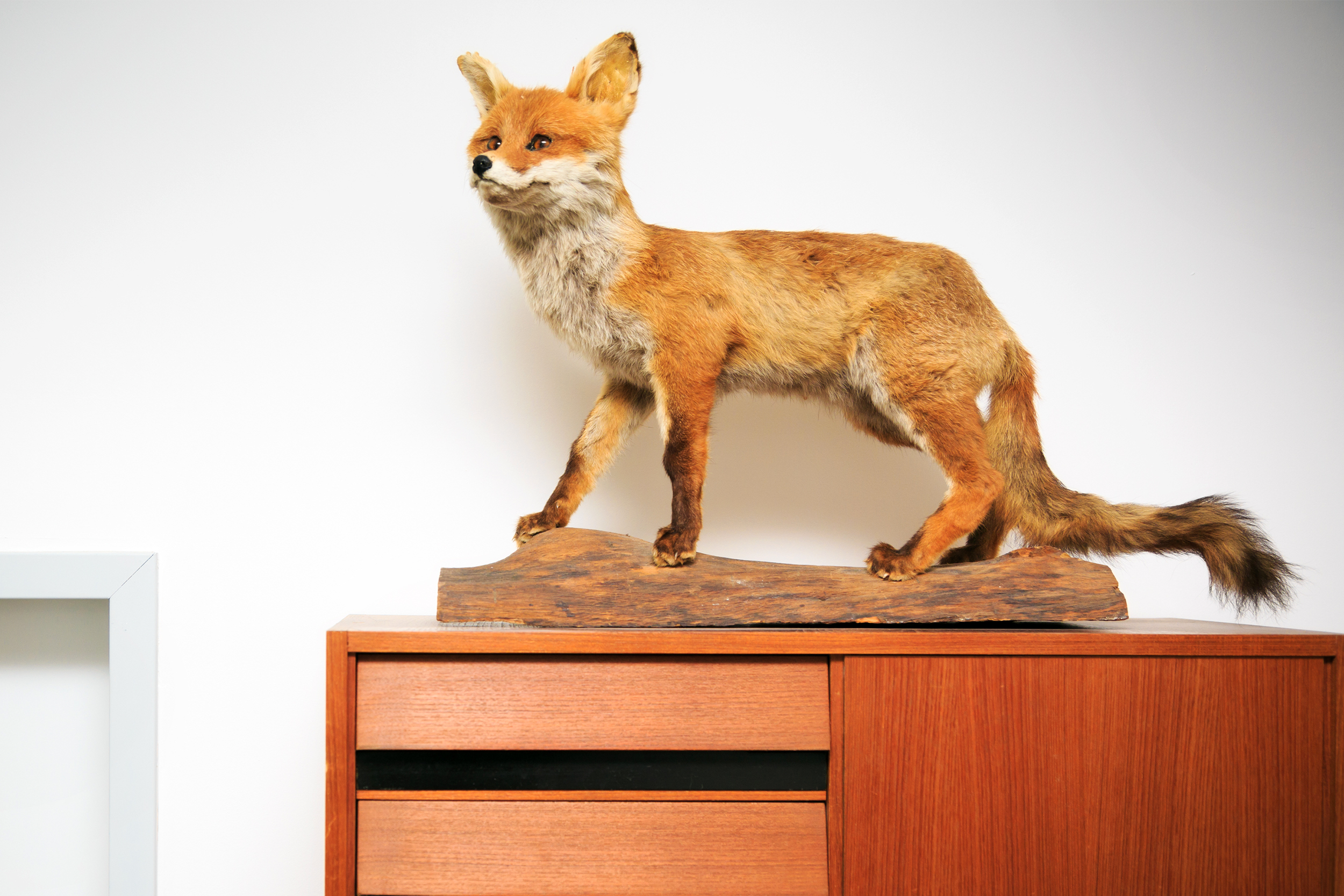 taxidermy fox