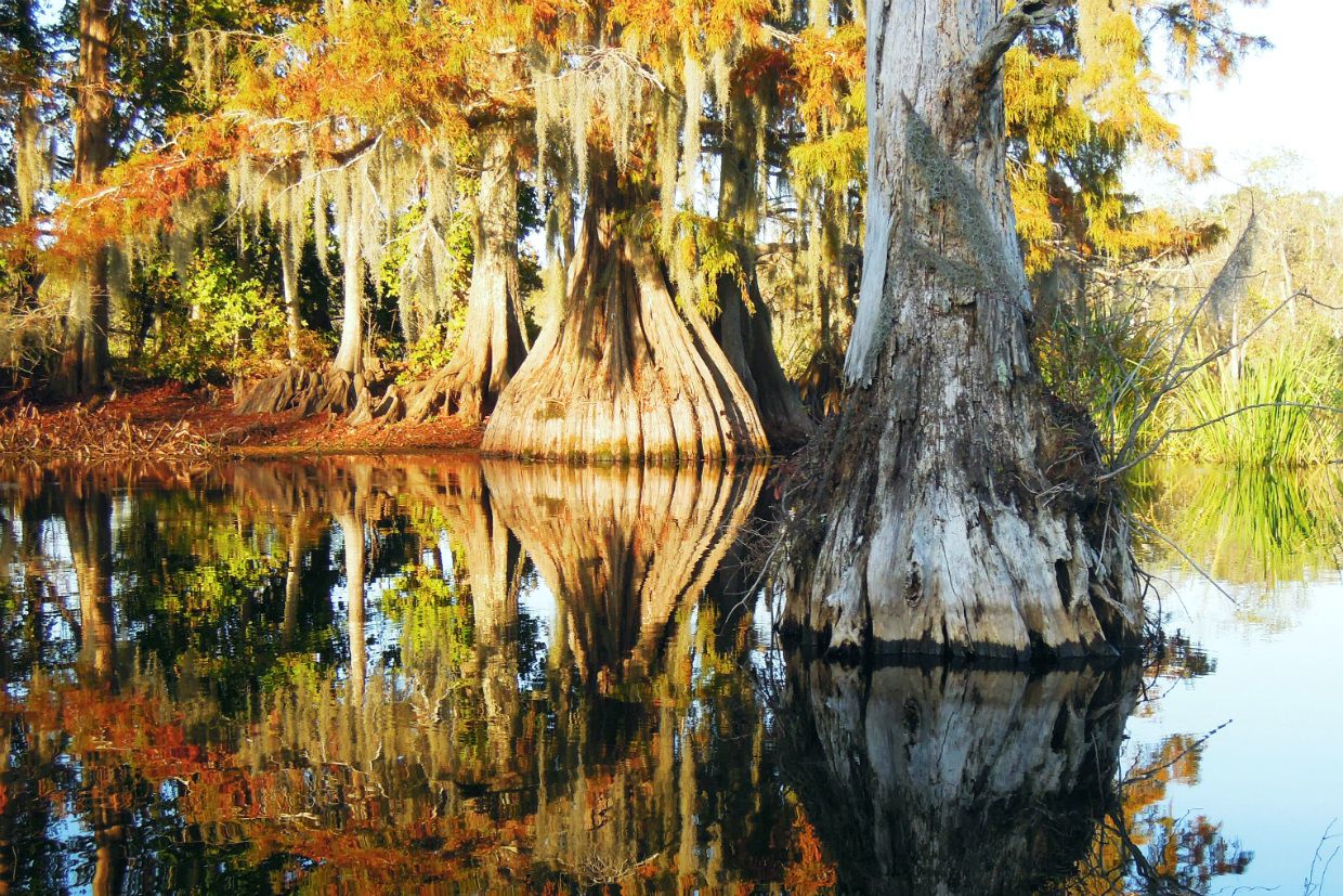 Chicot State Park, Louisiana