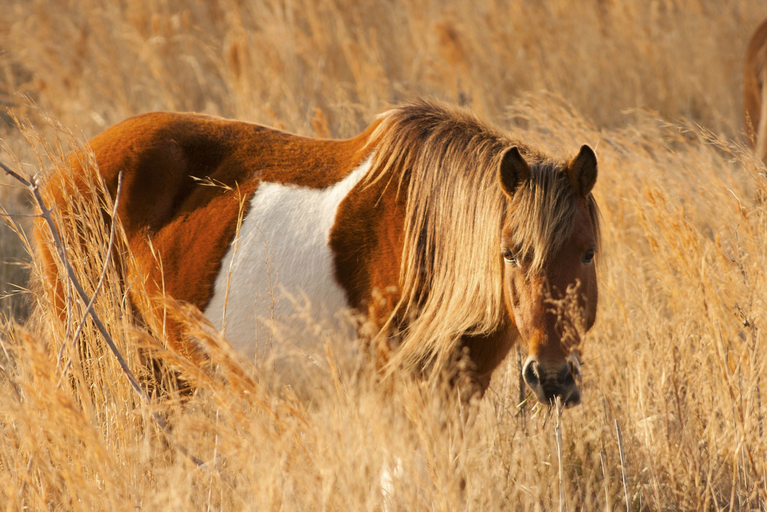 wild horses at Assateague State Park, Maryland