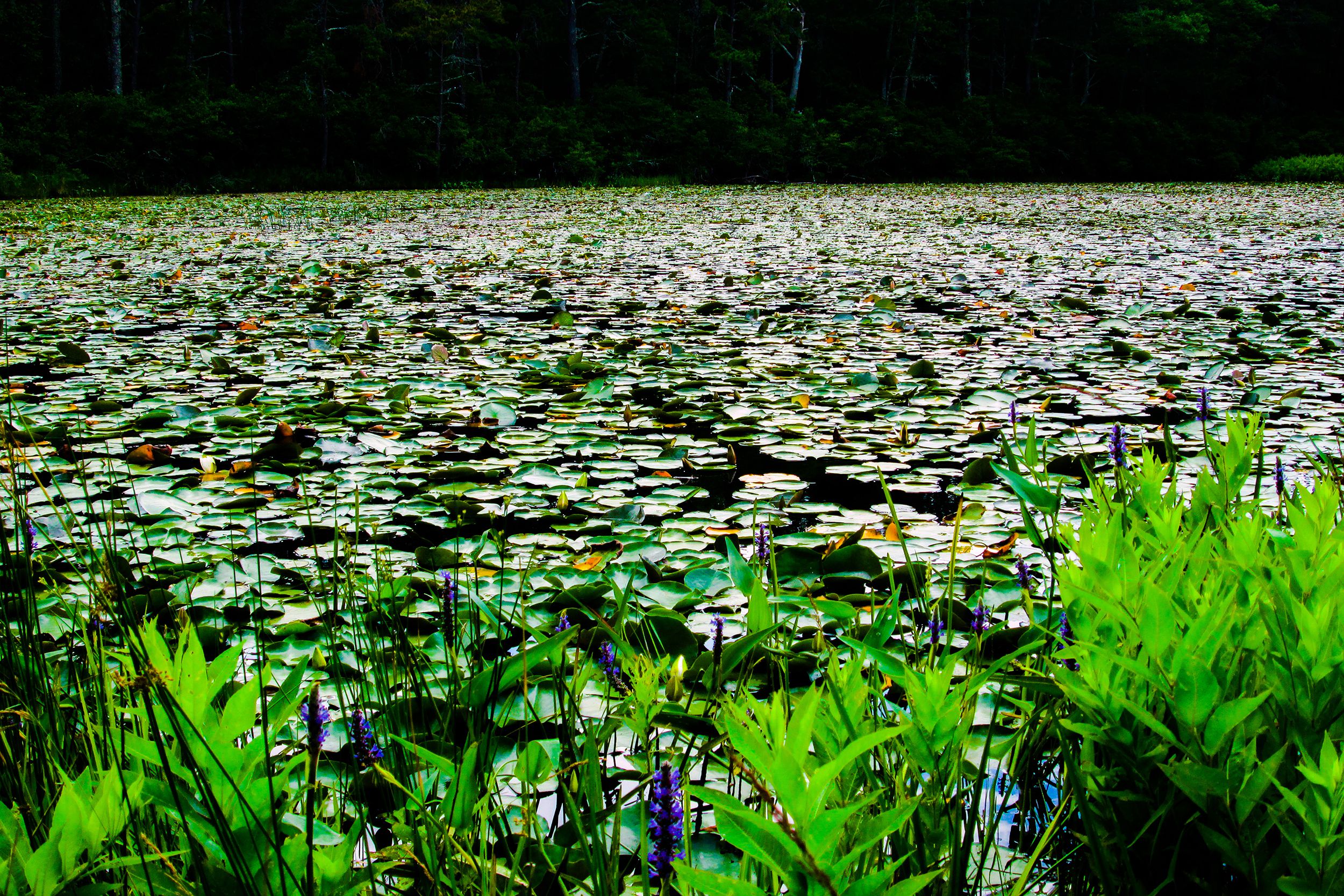 Nickerson State Park, Massachusetts