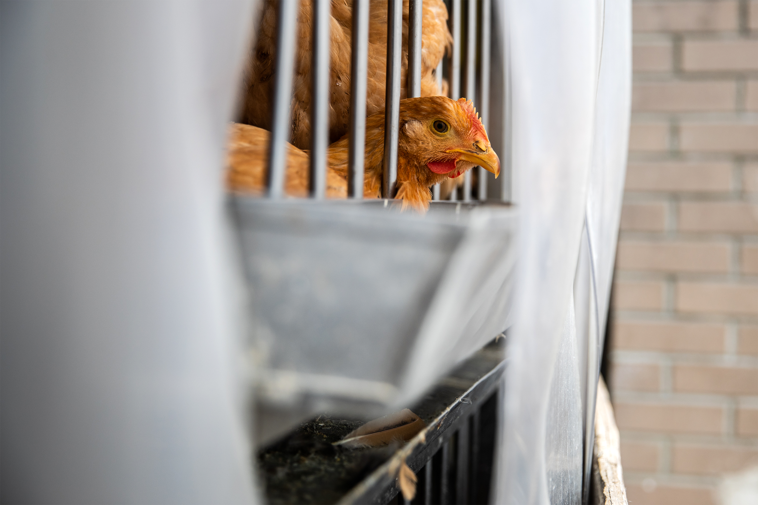 chicken in cage