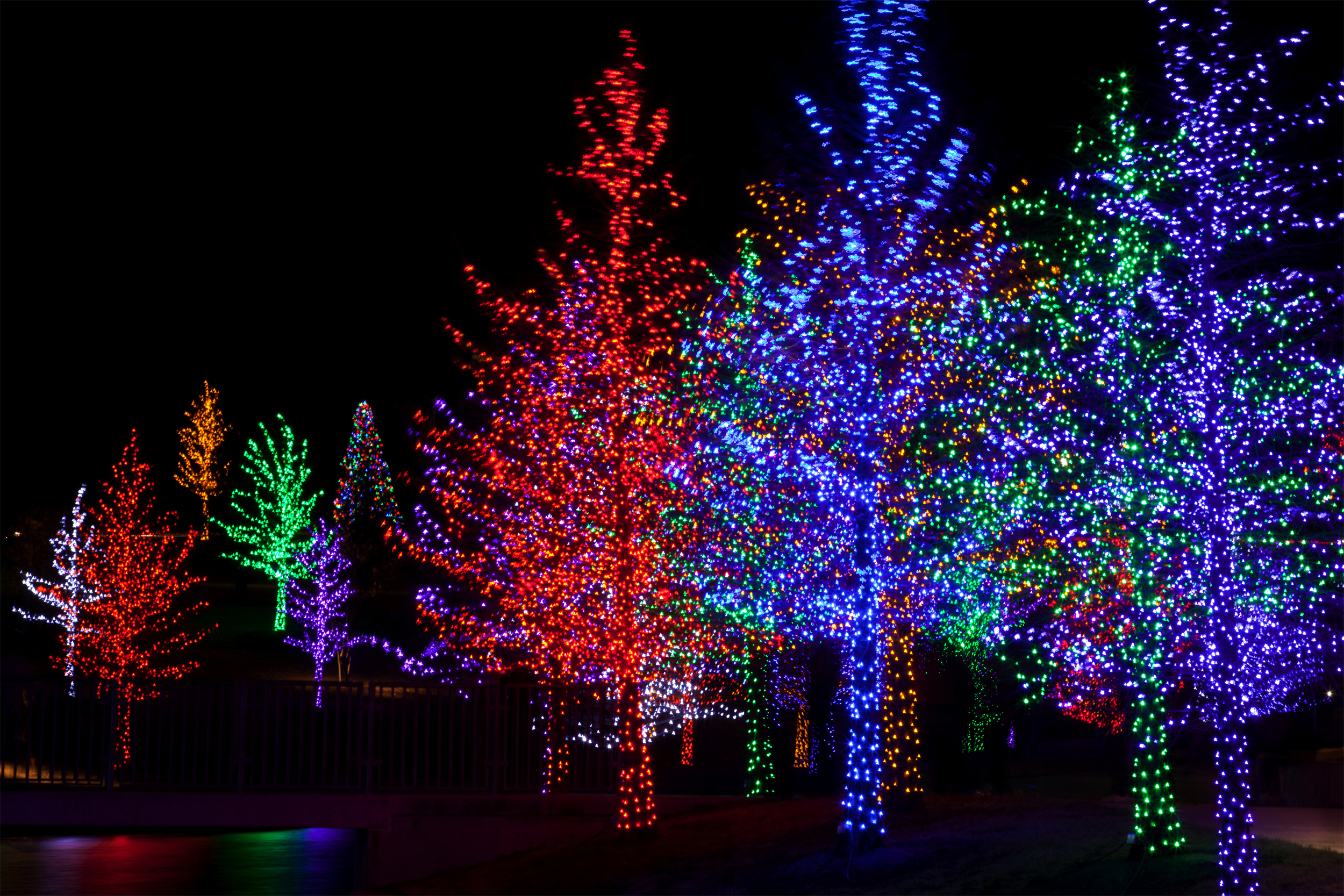 Christmas trees outside