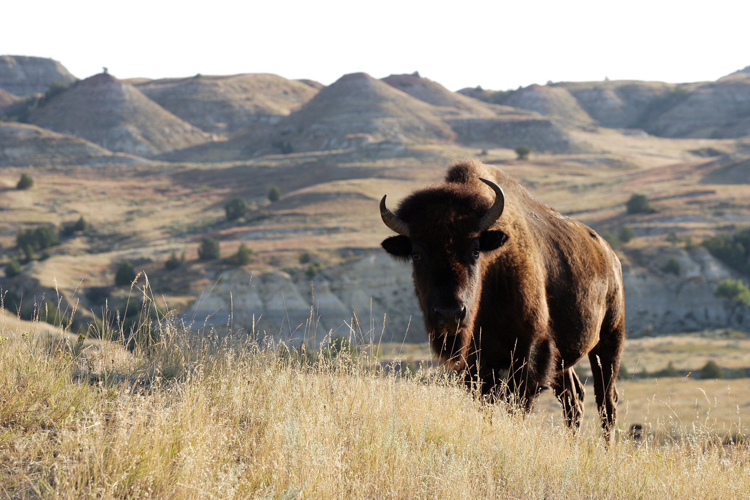 bison on the landscape of in Theodore Roosevelt National Park
