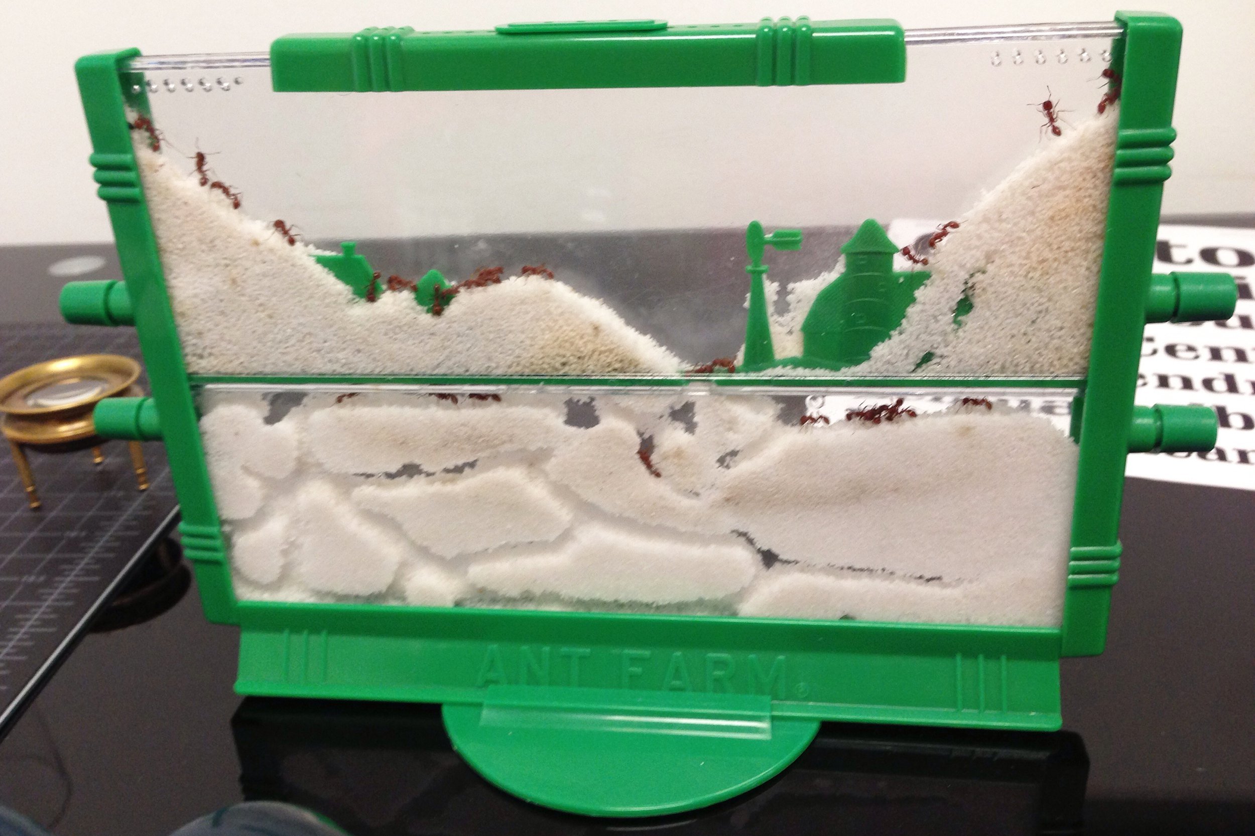 Ants