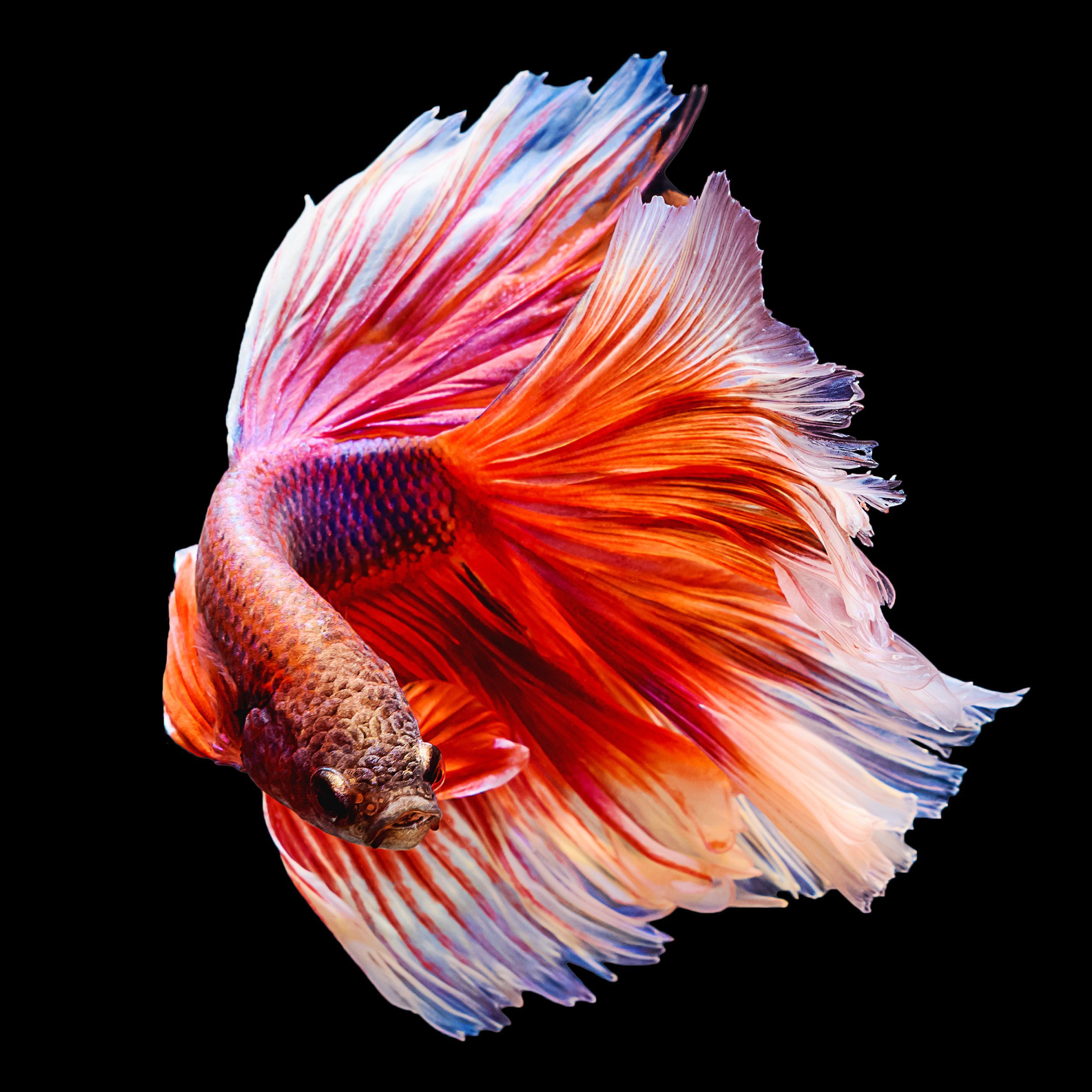 Betta Fish
