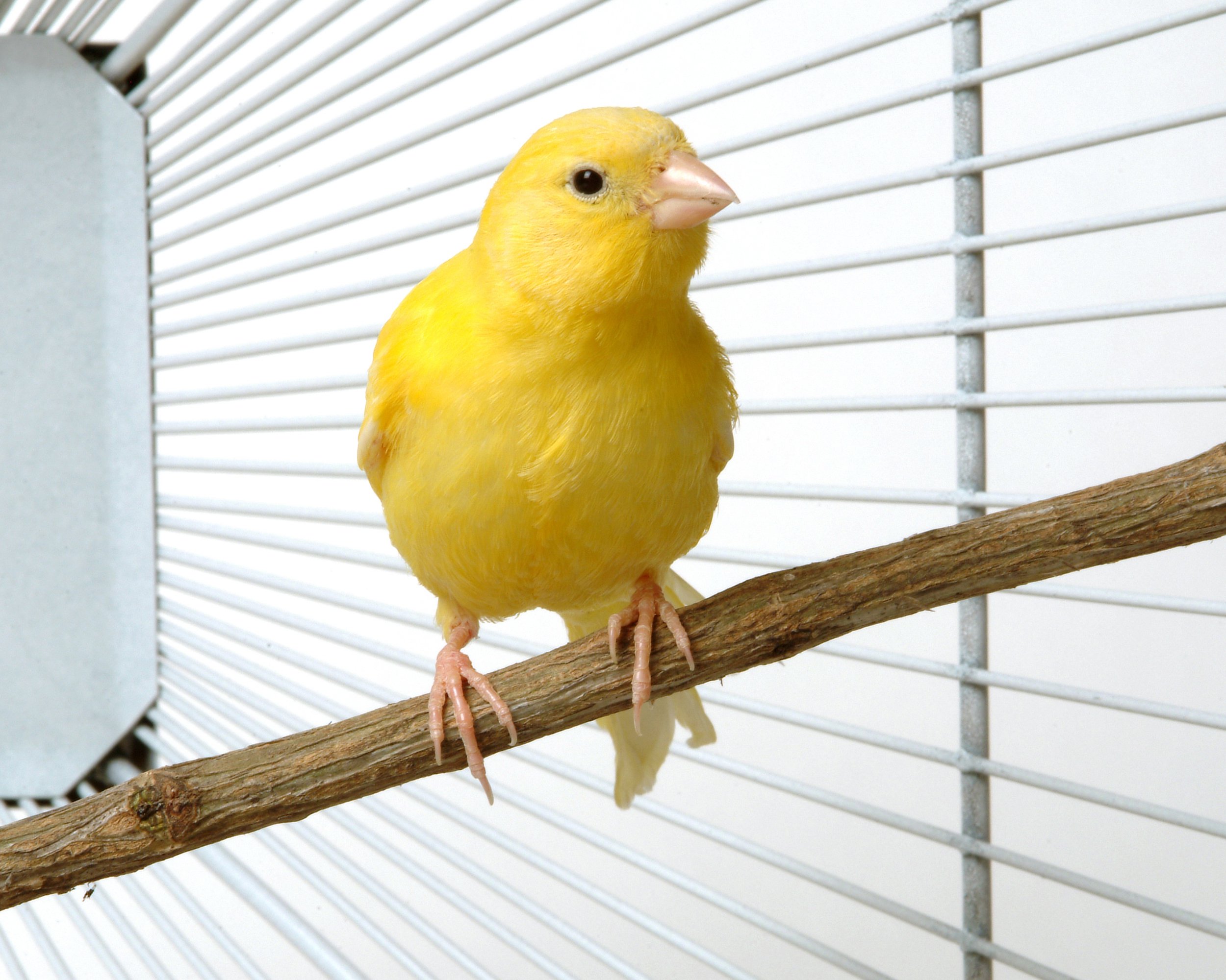 Canary