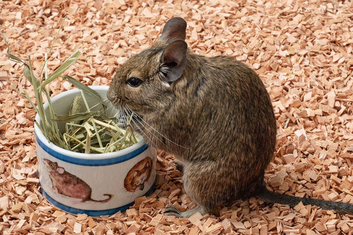 Degu