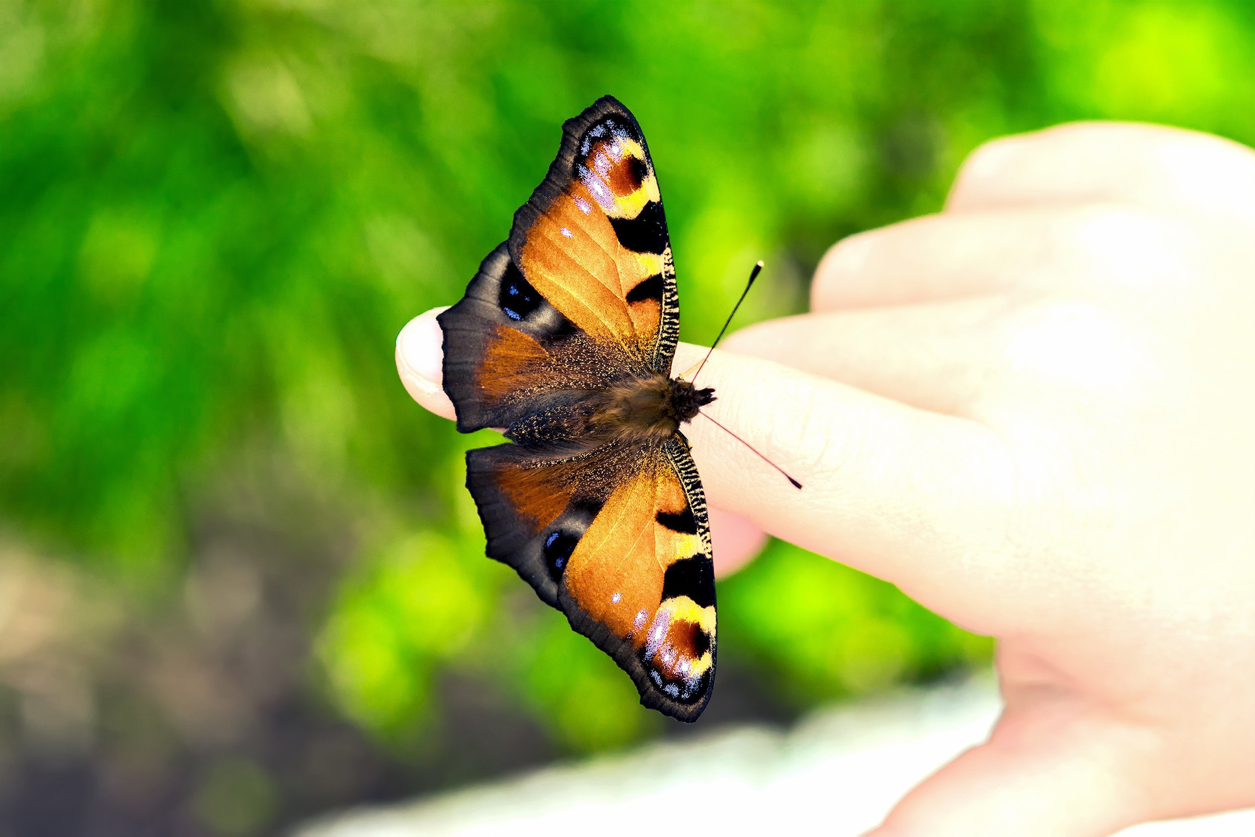 Butterflies