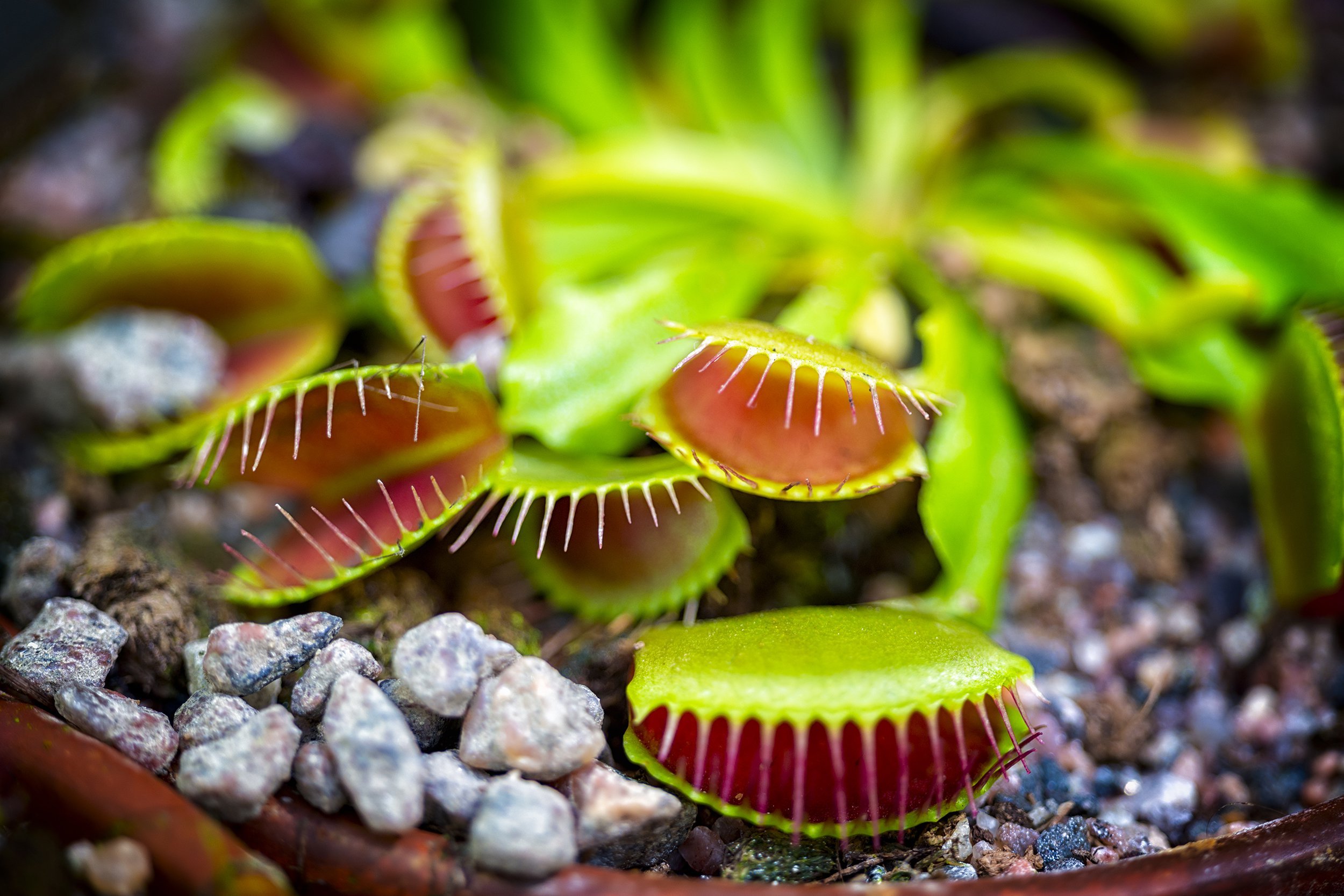 Venus Fly Trap