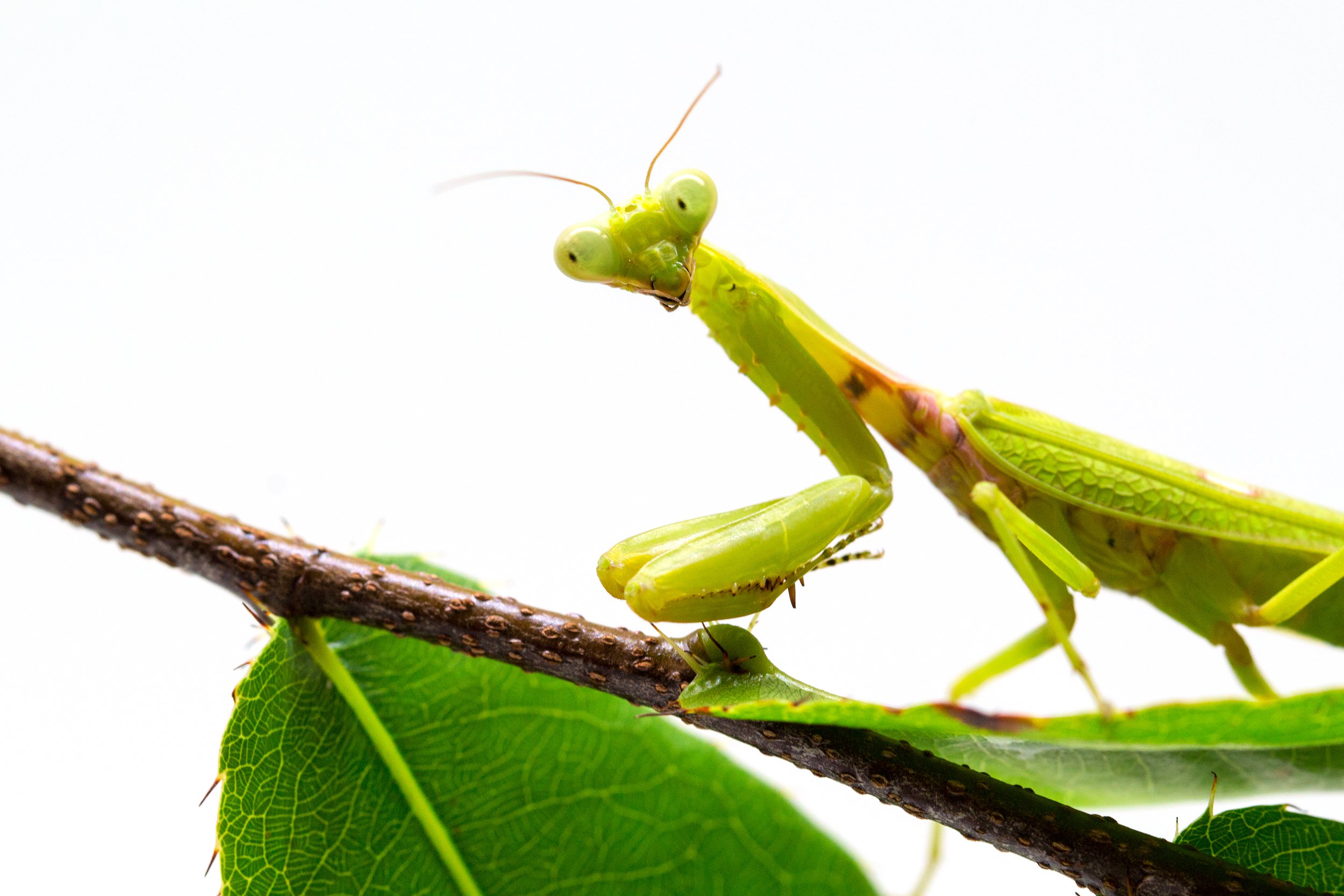 Praying Mantis