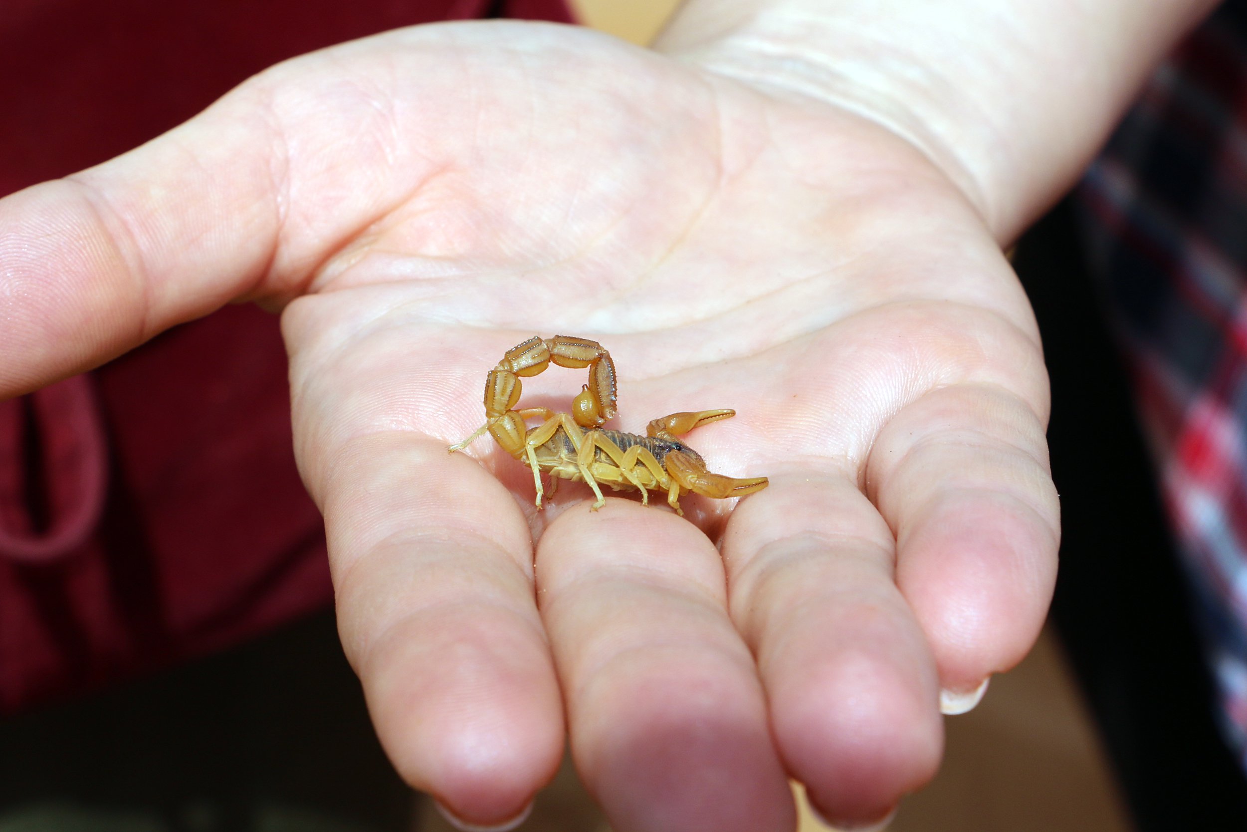 Scorpion