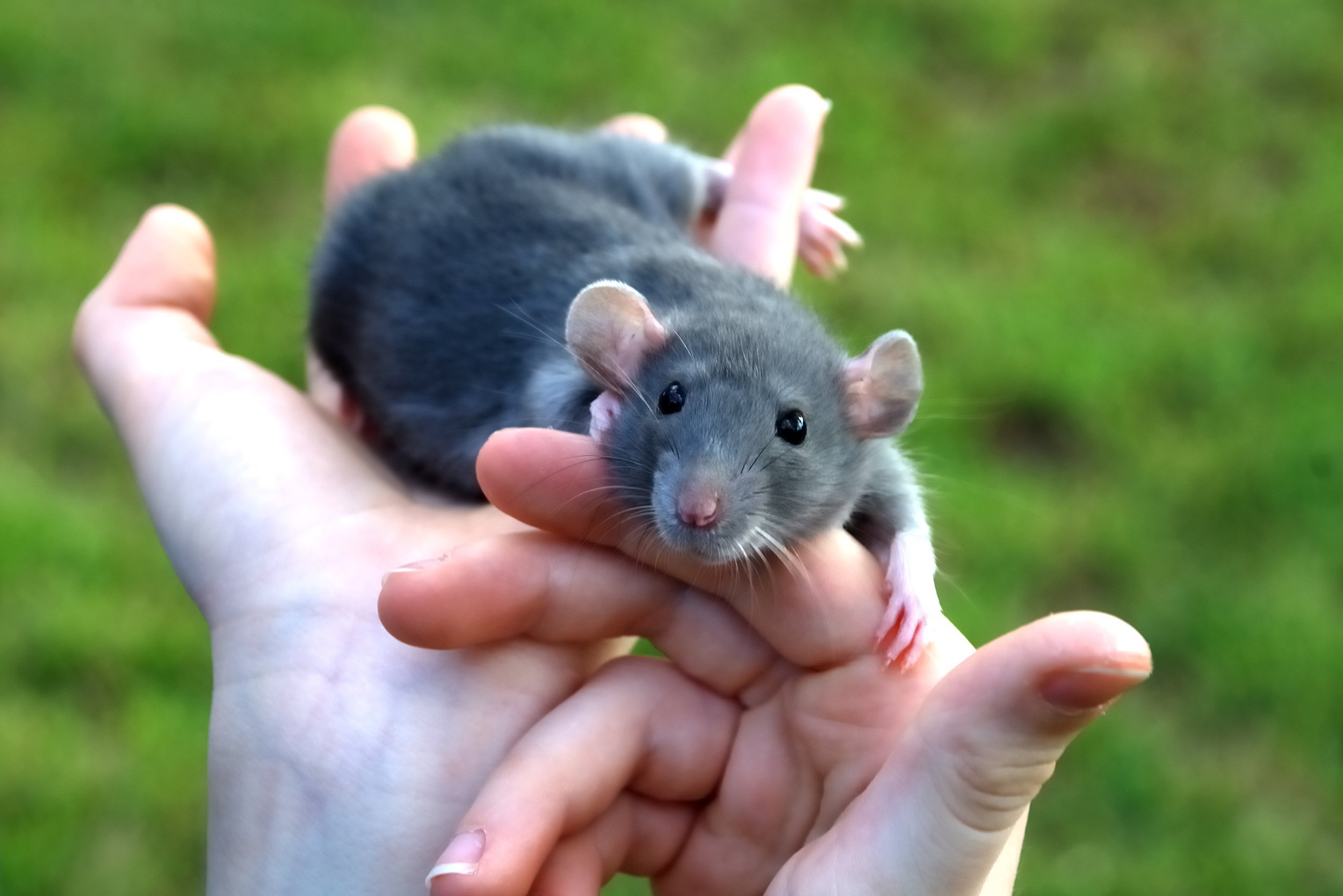 Rat