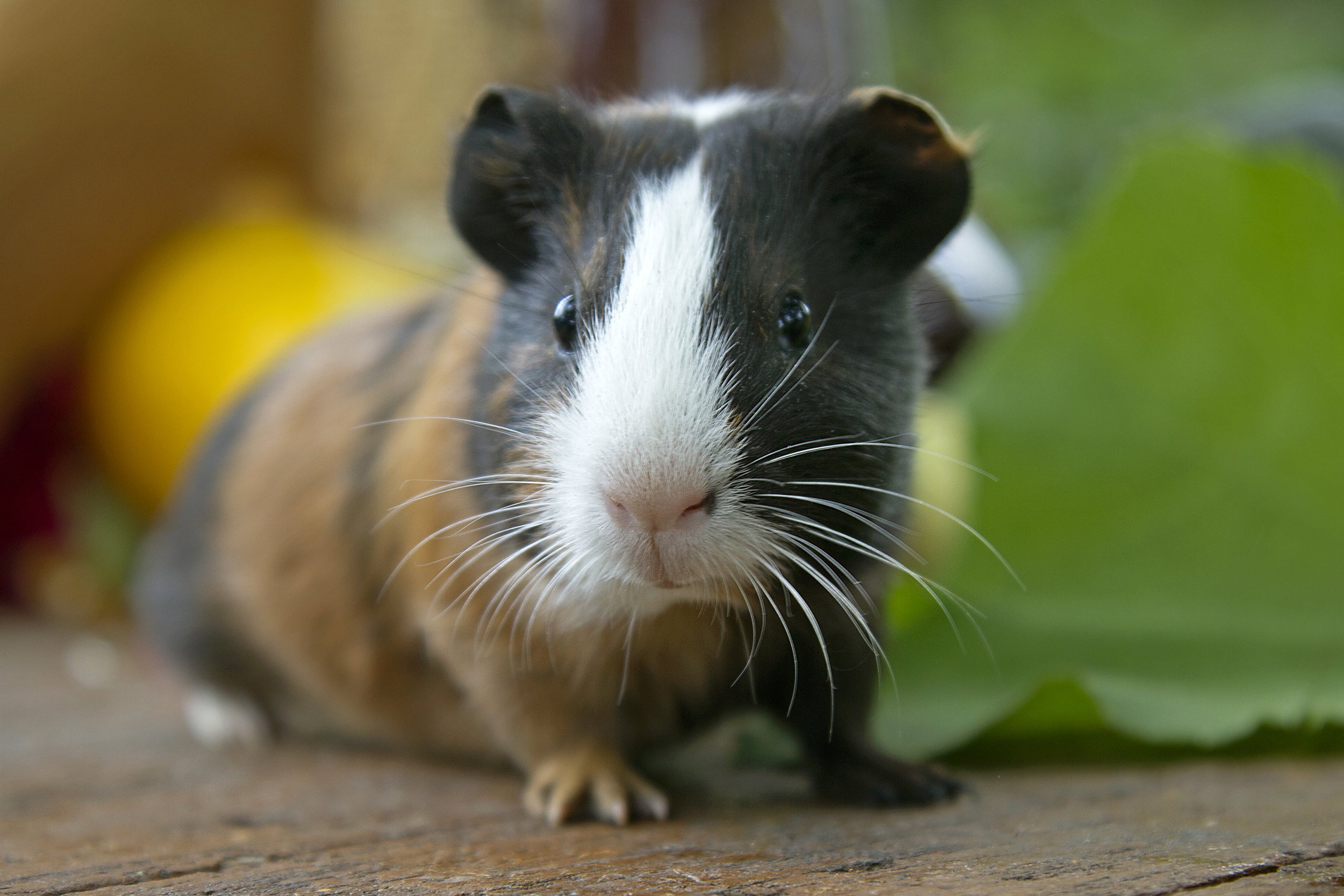 Guinea Pig