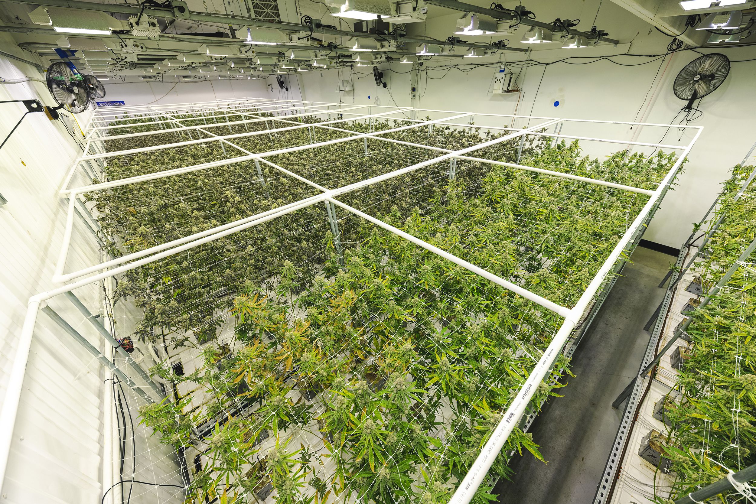 overhead view of large grow room at industrial pot facility