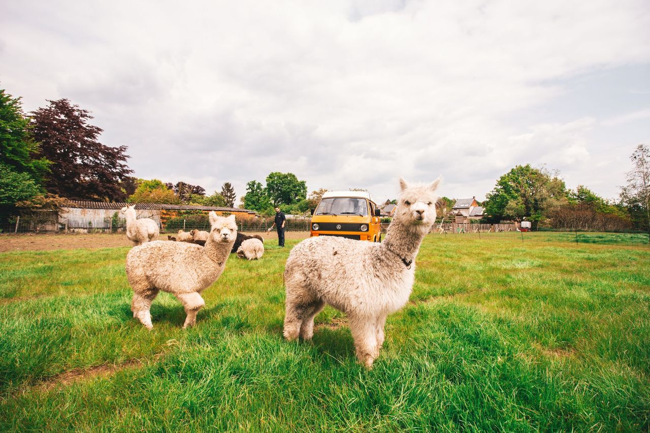 CampSpace: Stepping Stone Farm