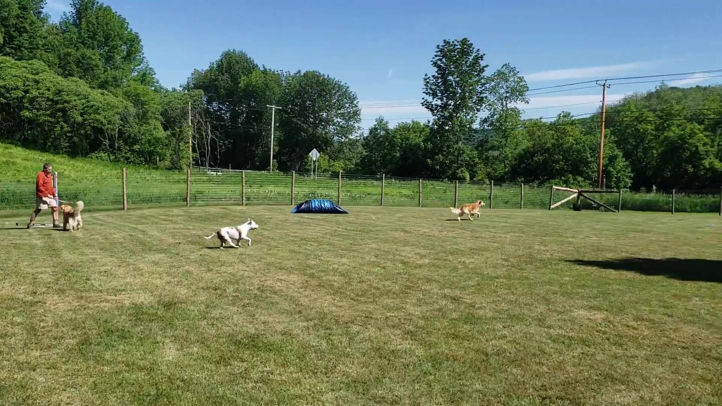 The Paw House Inn dog park