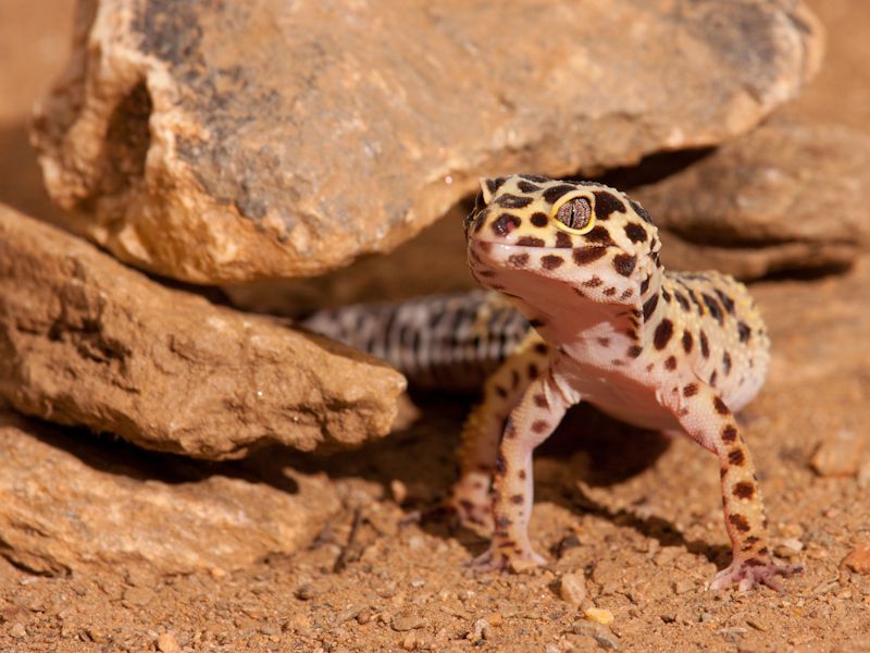 Leopard Geckos
