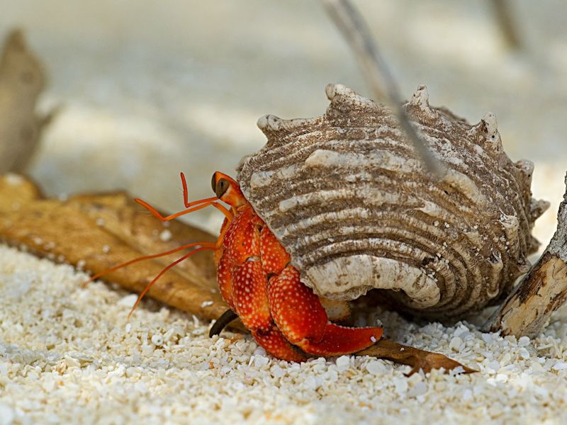 Hermit Crabs | Less Than $10