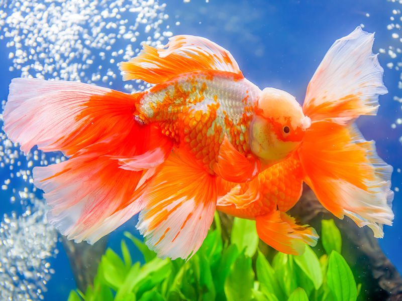 Goldfish | $3 to $15