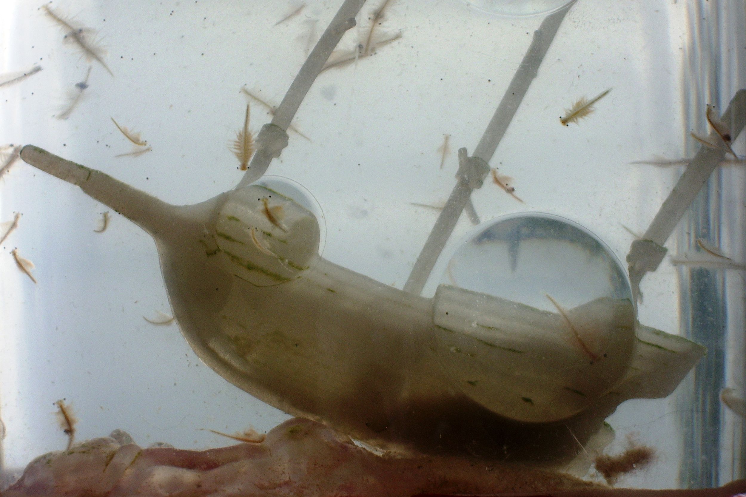 Sea Monkeys