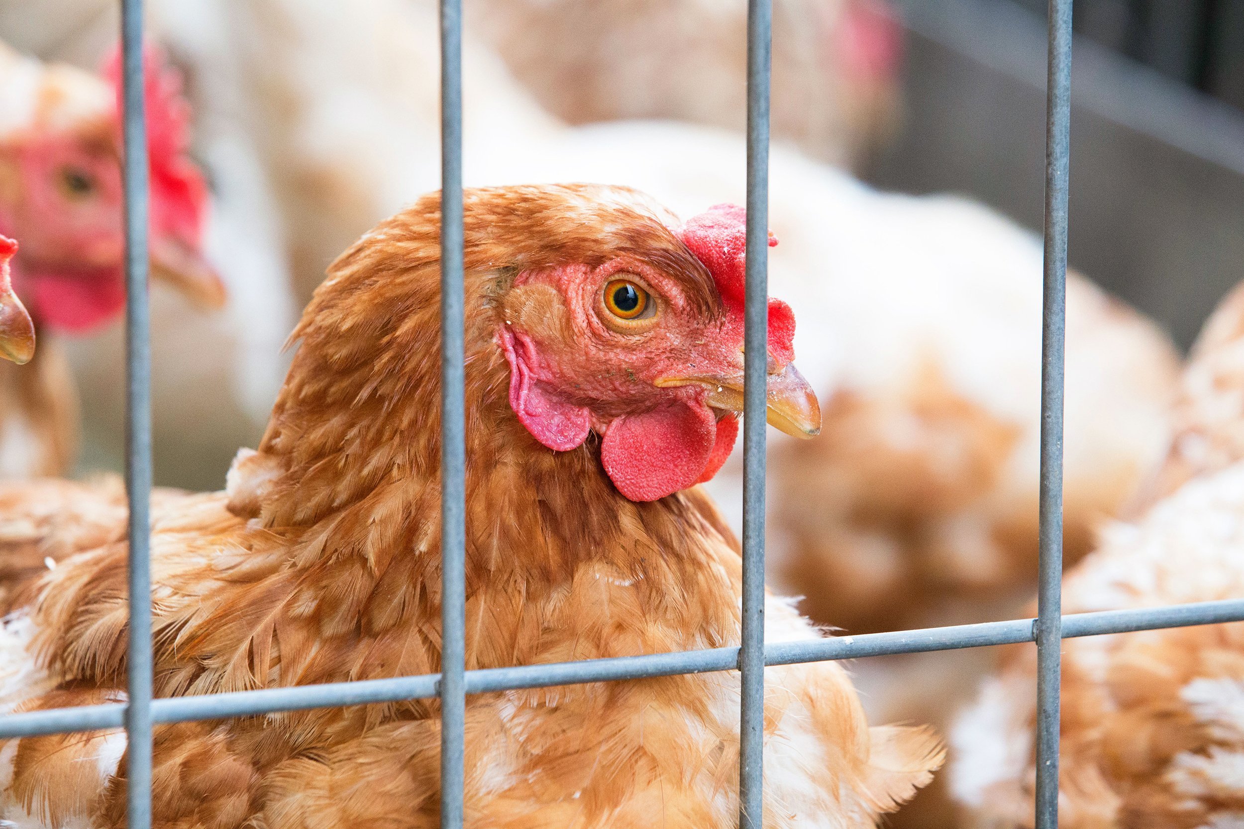Chickens in a cage