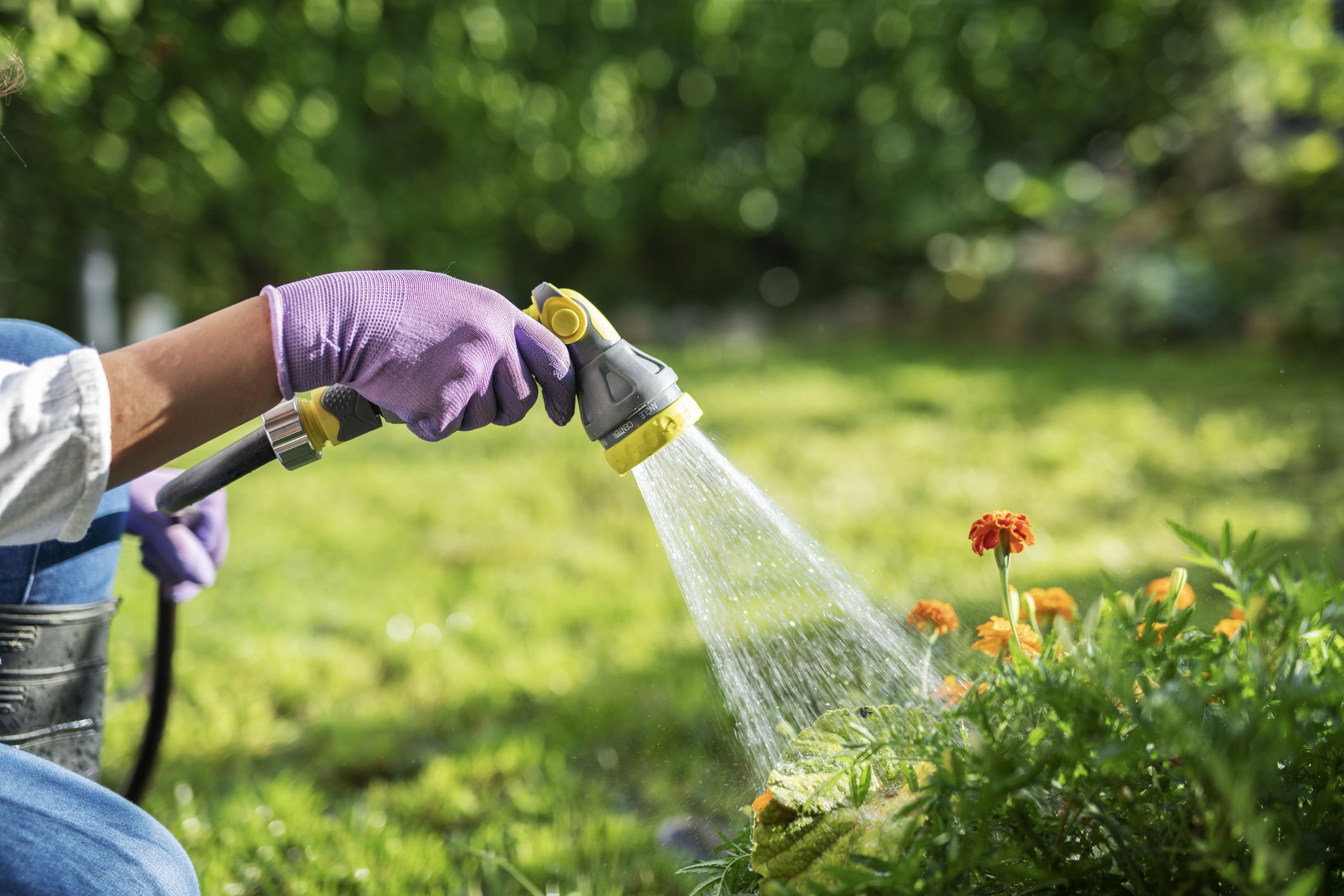 Close up of unrecognizable female gardener hand watering garden with hose. holding water hose.