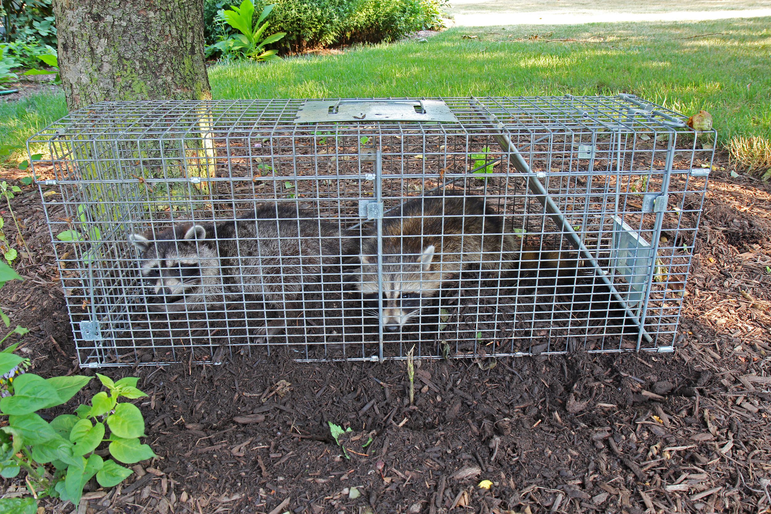 two raccoons caught in a live trap outdoors