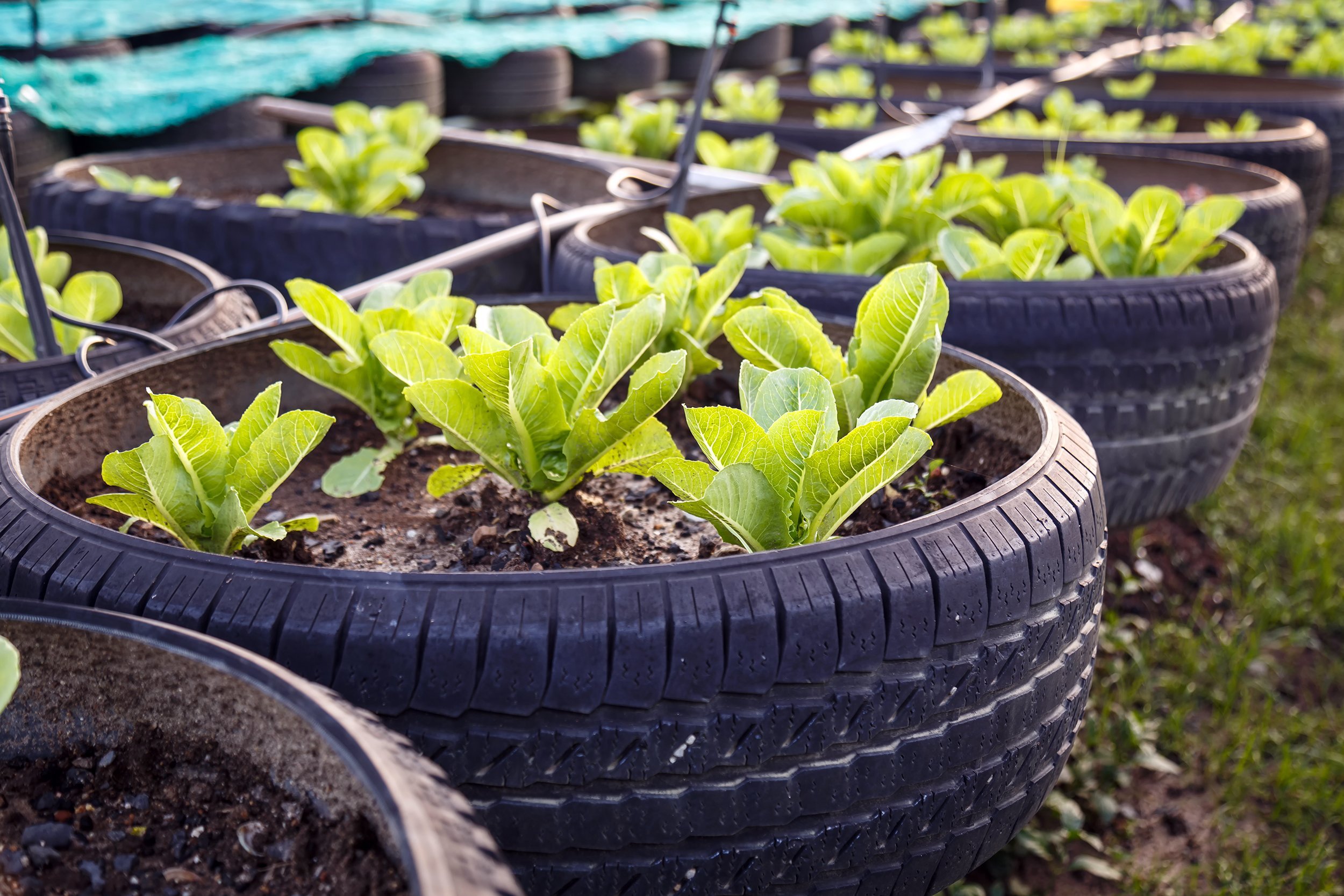 recycle of tire used in organic vegetable farm
