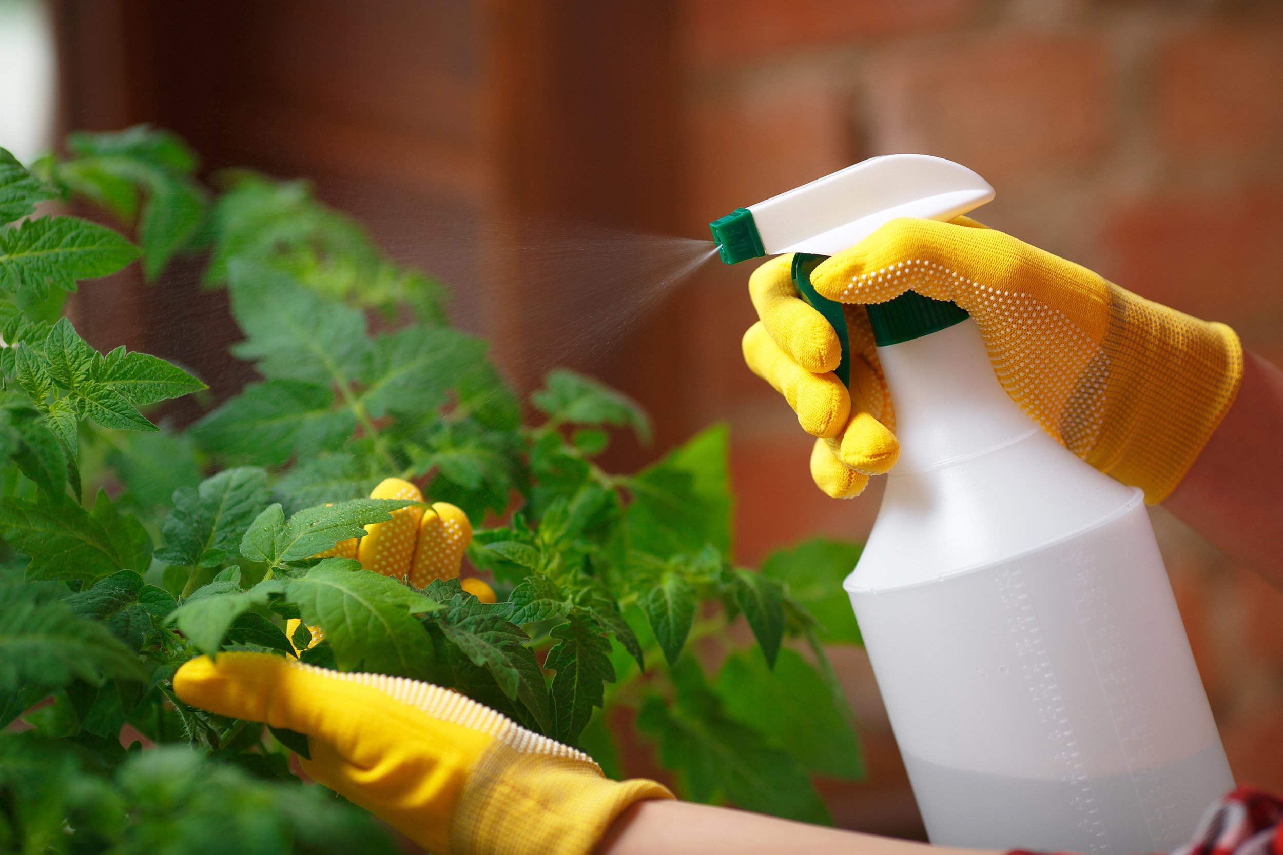 gardener spraying water on tomato seedlings indoors
