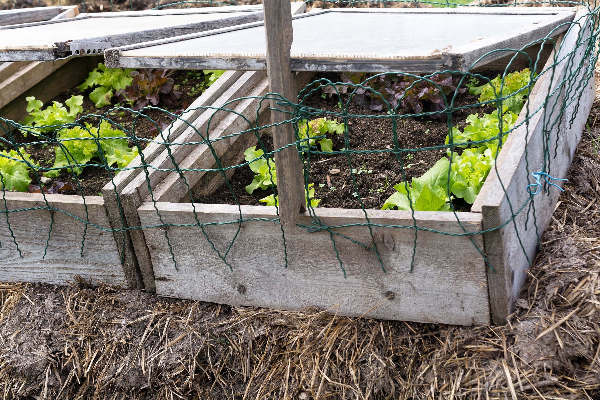 lettuce growing while protected in a cold frame