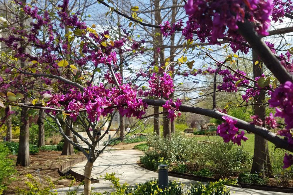 Myriad Botanical Gardens, Oklahoma City, Oklahoma