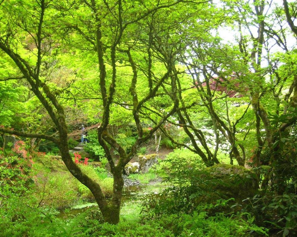 Bellevue Botanical Garden, Bellevue, Washington