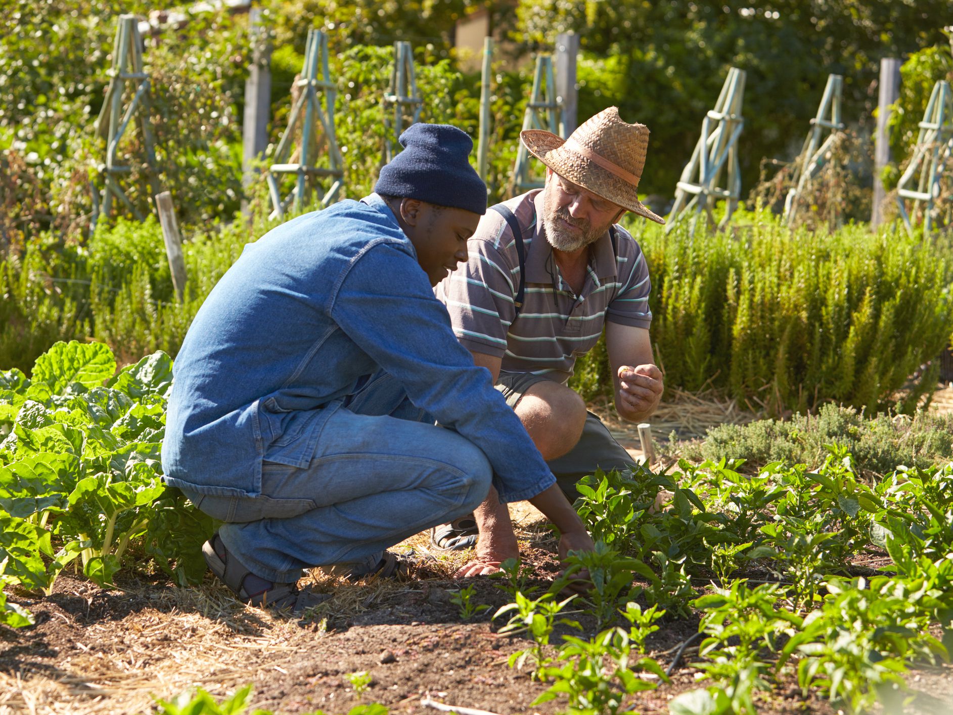 Two Men Working Together On Community Allotment