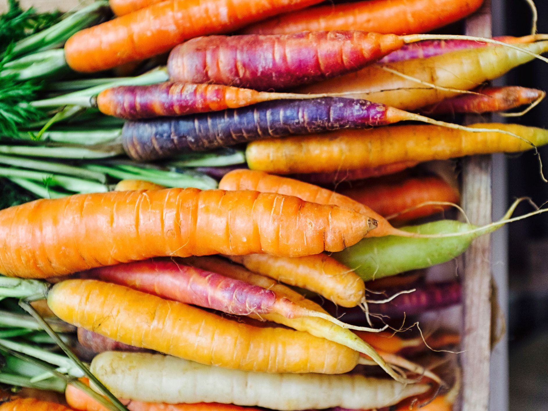 Fresh picked rainbow carrots including different coloured carrots. Colourful carrot varieties that are fashionable now.