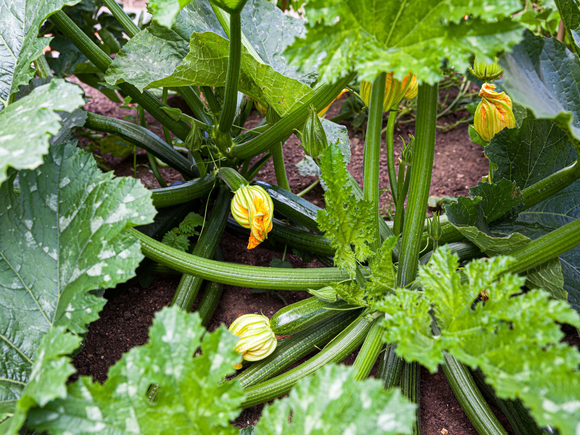 Green courgette vegetable growing