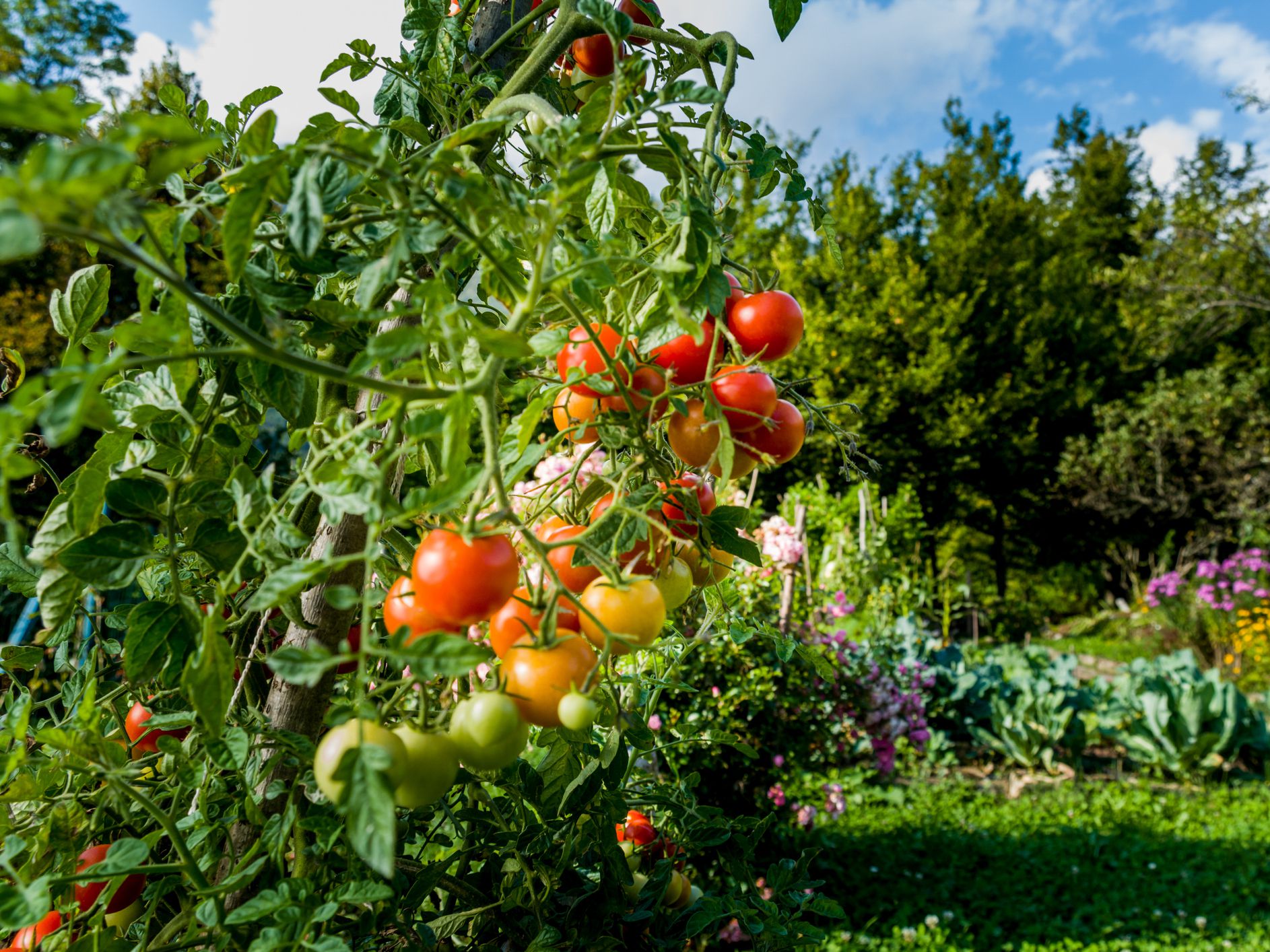Organically Grown Cherry Tomatoes In Home Garden