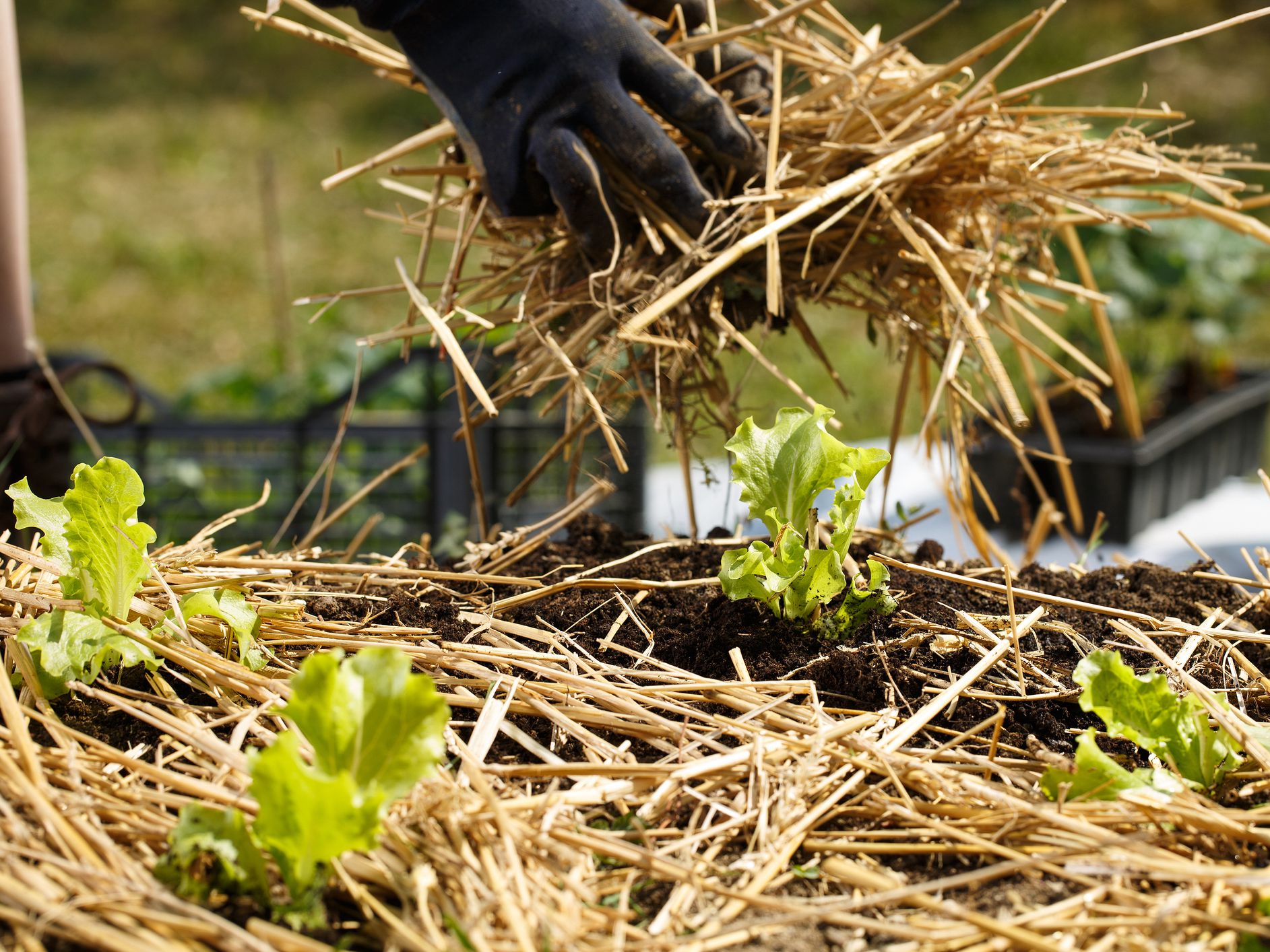 Gardener planting seedlings in freshly ploughed garden beds and spreading straw mulch. Organic gardening, healthy food, nutrition and diet, self-supply and housework concept.