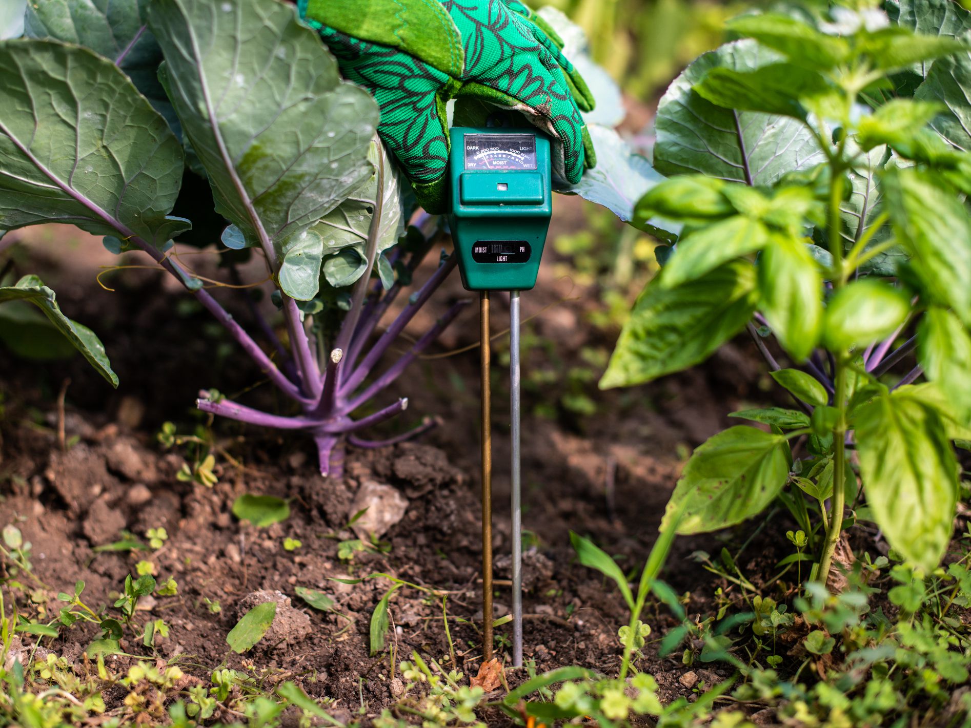 Moisture meter tester in soil. Measure soil for humidity, nitrogen and HP with digital device. Woman farmer in a garden. Concept for new technology in the agriculture.