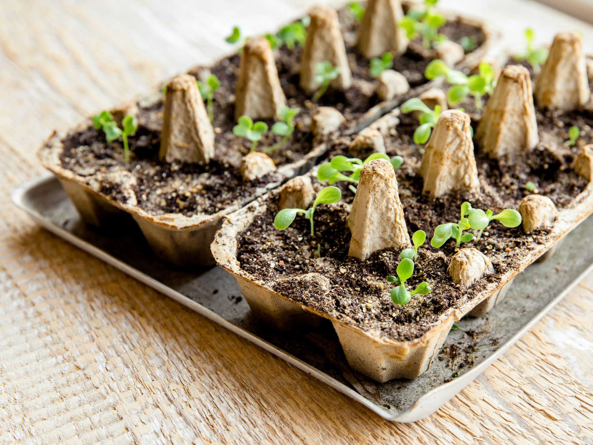 Small plats growing in carton chicken egg box in black soil. Break off the biodegradable paper cup and plant in soil outdoors. Reuse concept.