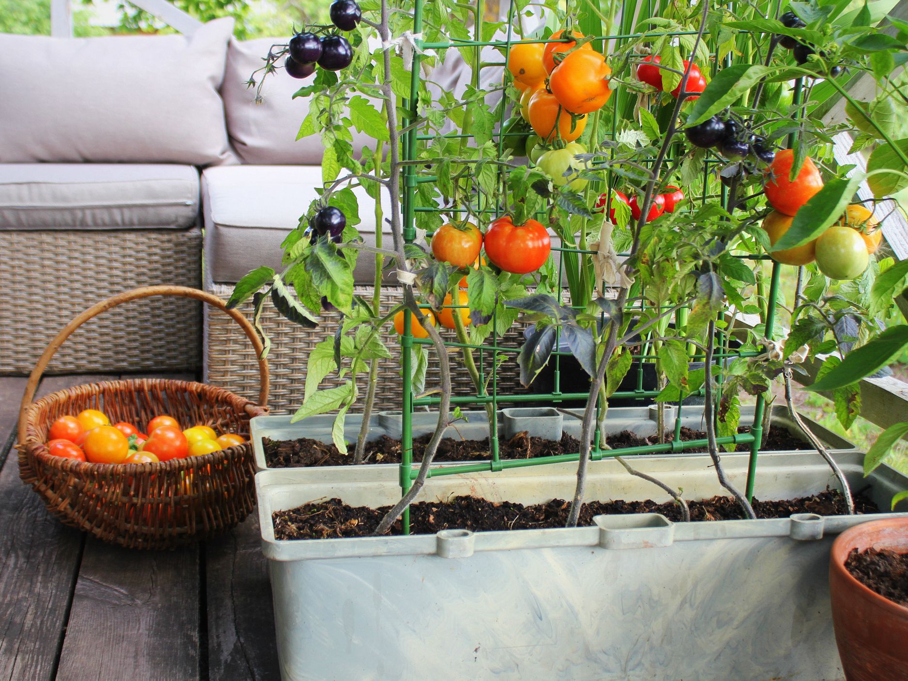 Container vegetables gardening. Vegetable garden on a terrace. Red, orange, yellow, black tomatoes growing in container.