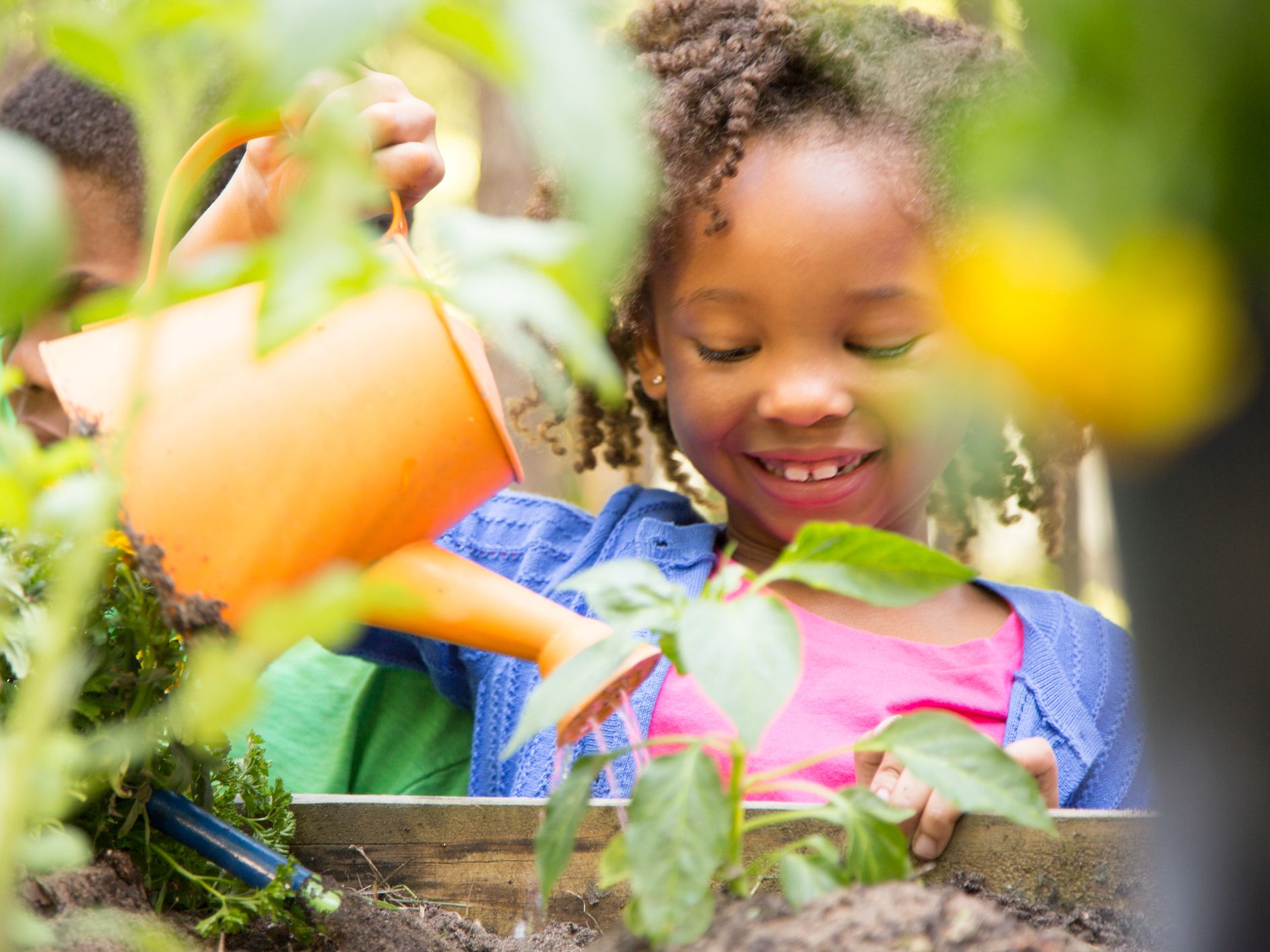 African descent children gardening in outdoor vegetable garden in spring or summer season. Cute little girl enjoys planting new flowers and vegetable plants.