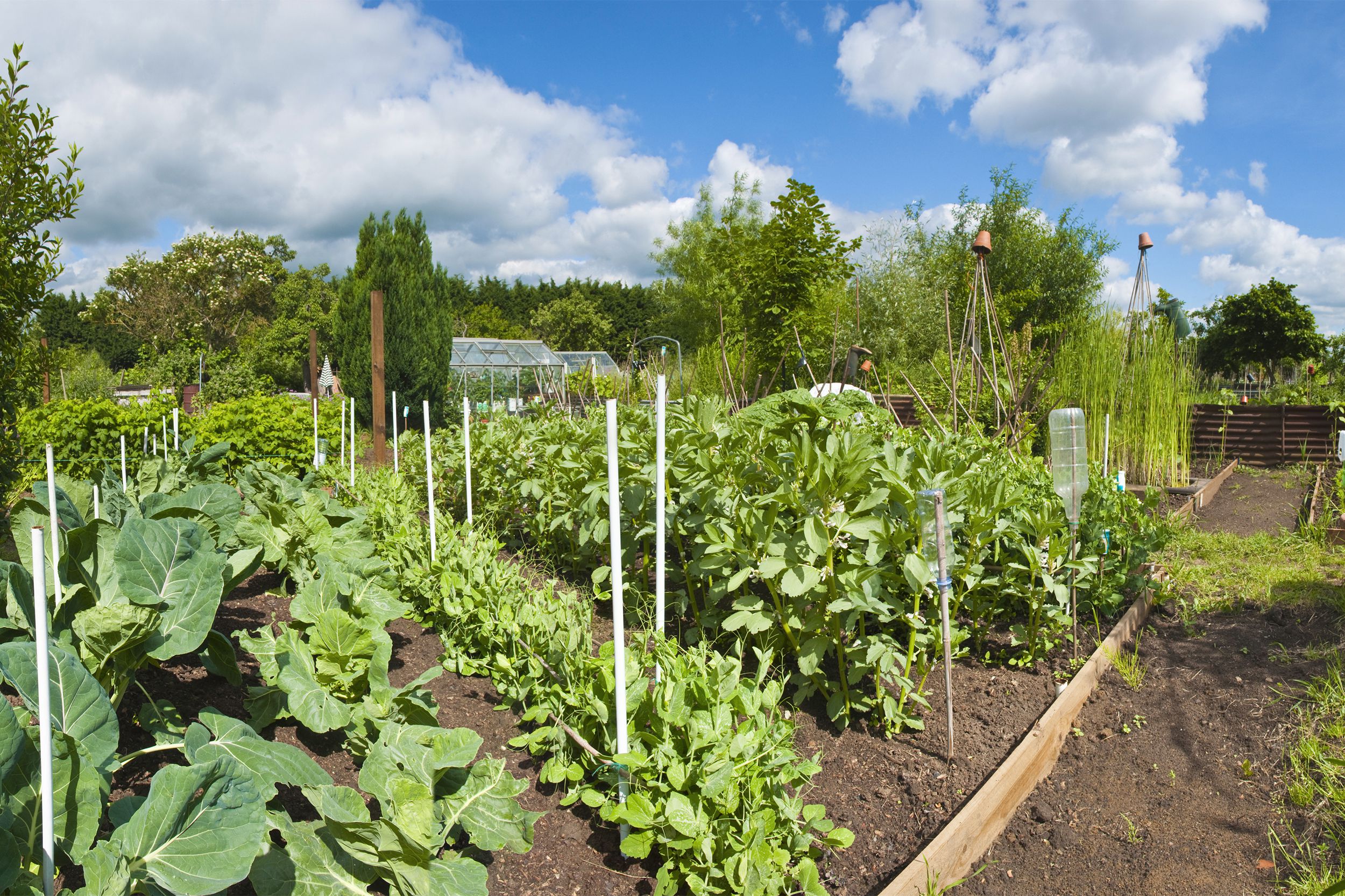 community garden