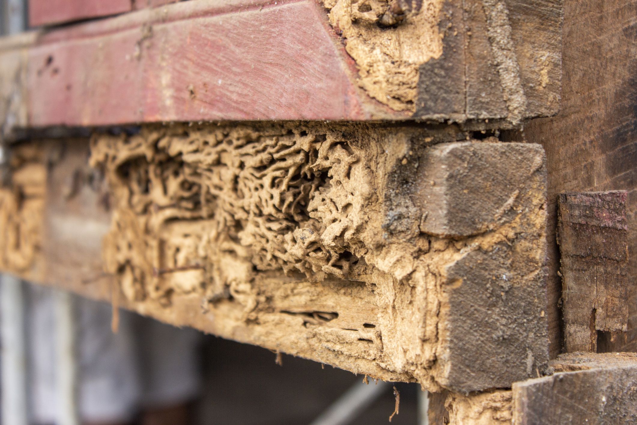 Rotten wood