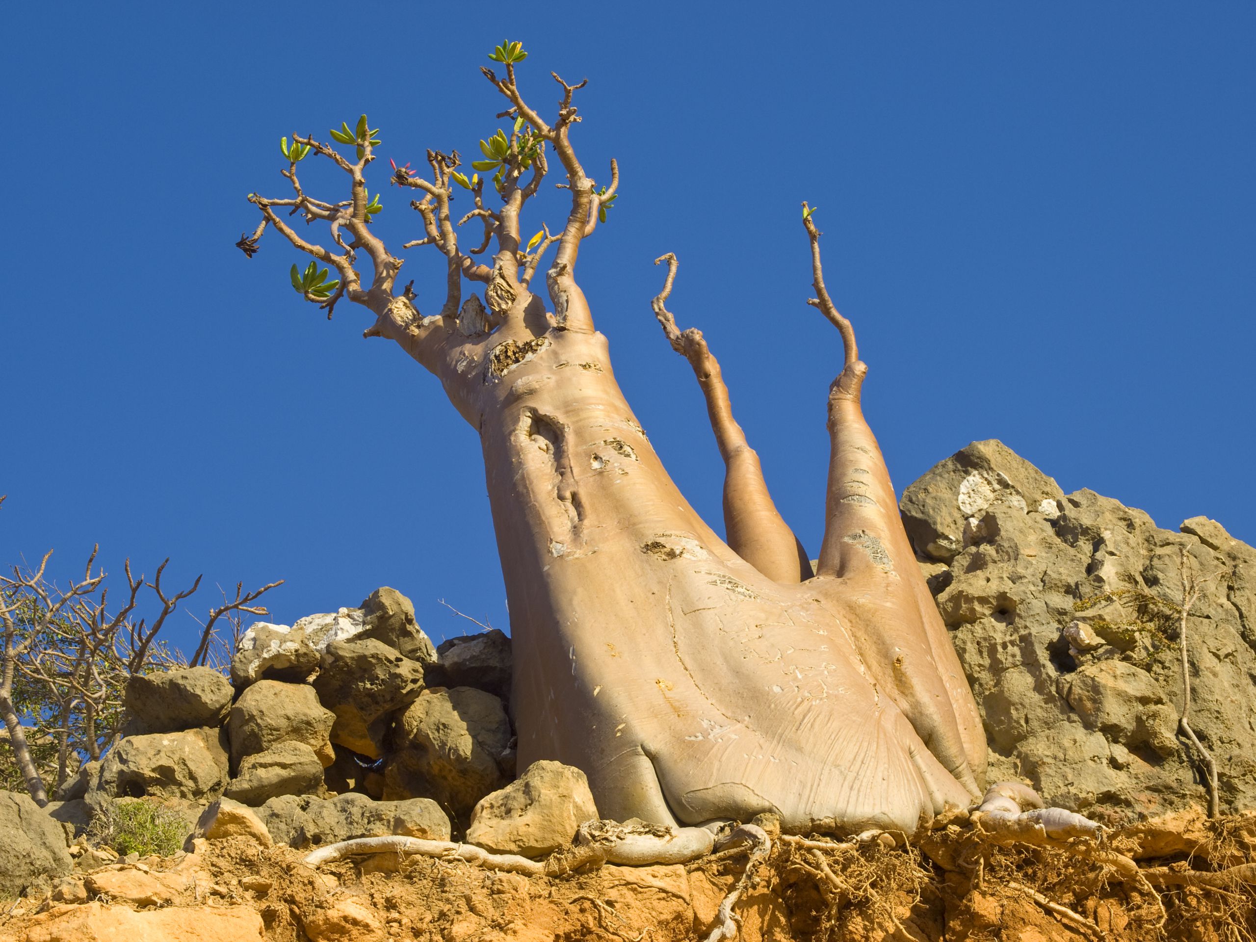 Bottle tree - adenium obesum – endemic tree of Socotra Island, groving from the rock, Socotra Island, Yemen.